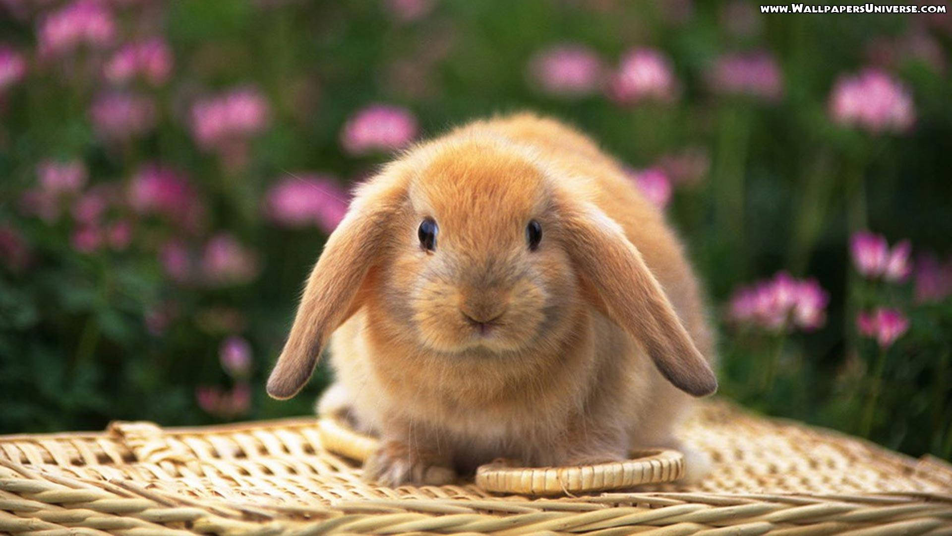 Download Cute Spring Red Bunny Wallpaper