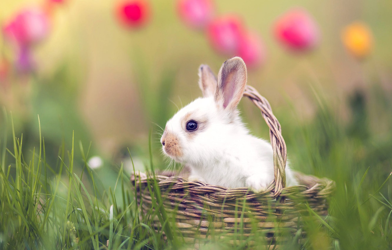 Wallpaper white, grass, look, flowers, spring, garden, rabbit, baby, muzzle, tulips, cute, basket, Bunny, bokeh, rabbit, hare image for desktop, section животные