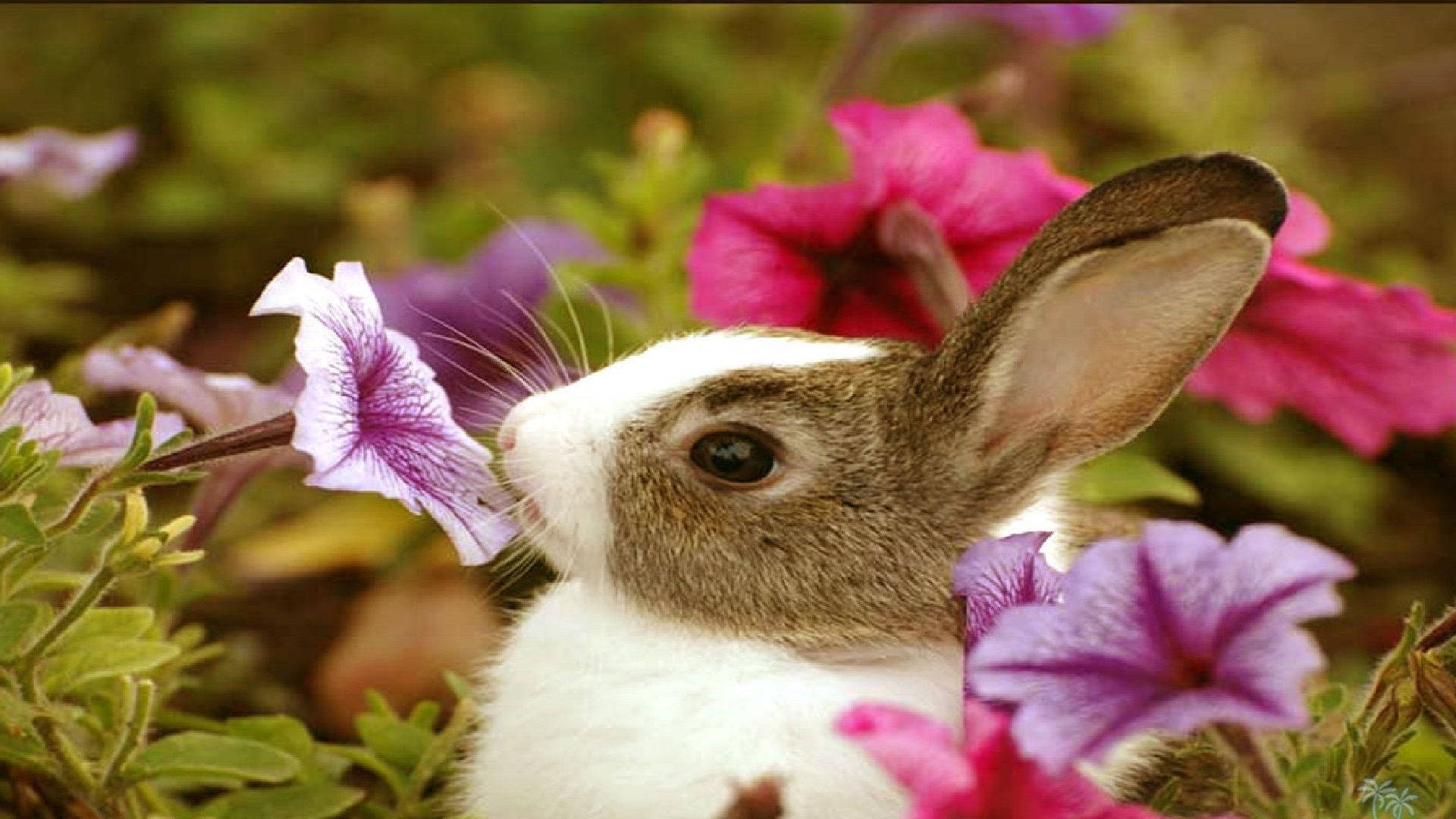 Download Cute Spring Baby Bunny Wallpaper