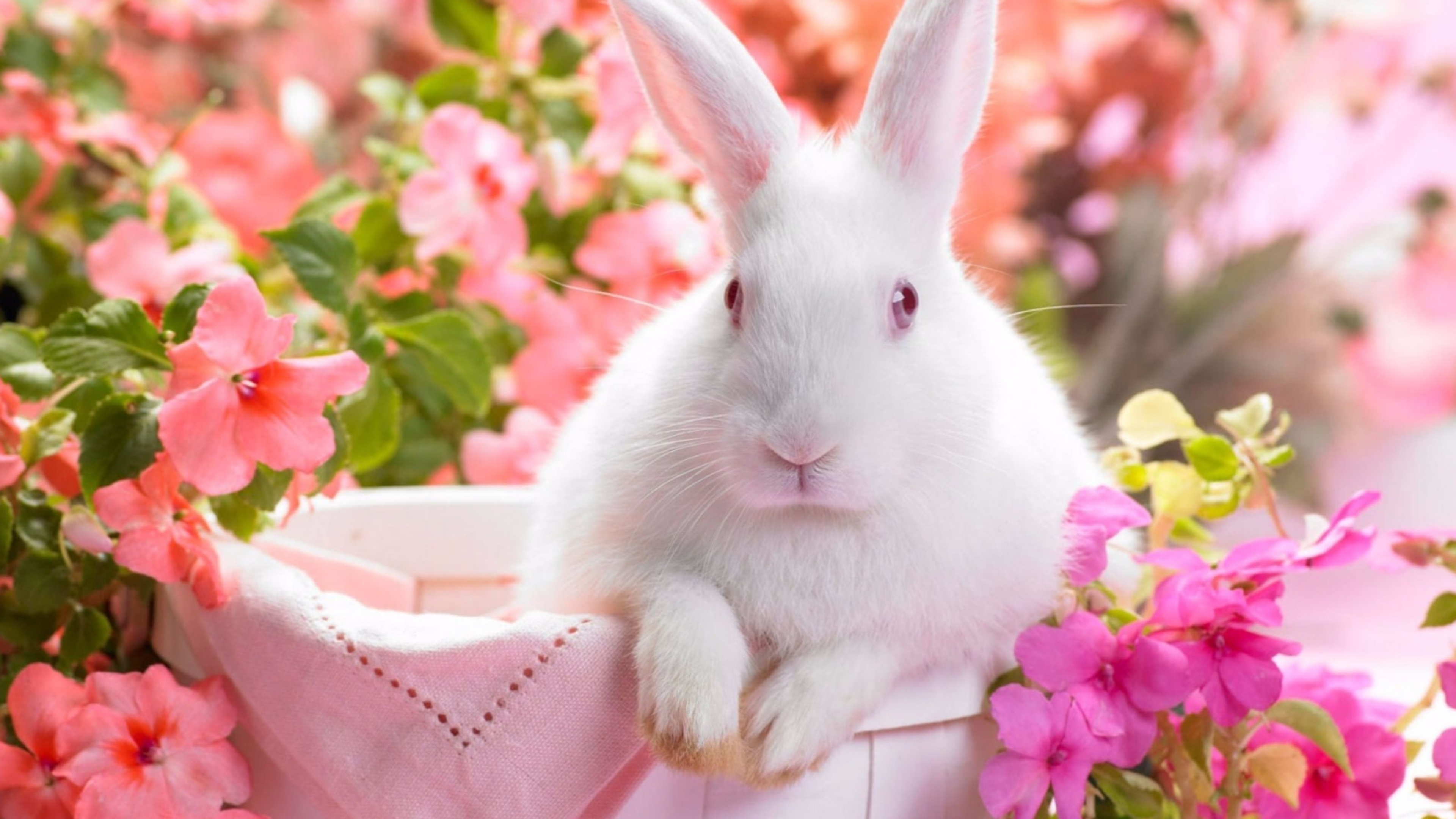 Spring Bunny Wallpaper and Background 4K, HD, Dual Screen