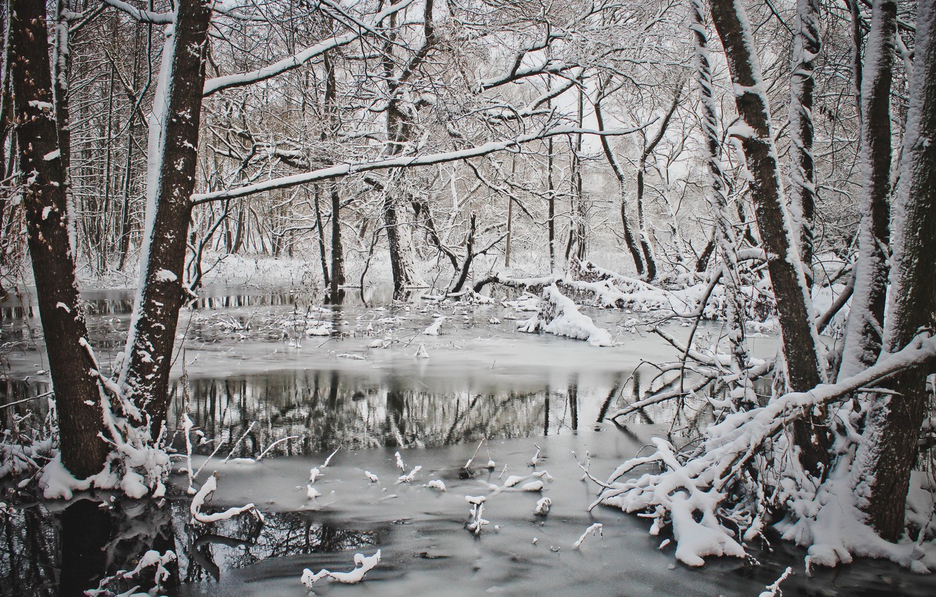 Wallpaper forest, river, winter, belarus image for desktop, section природа