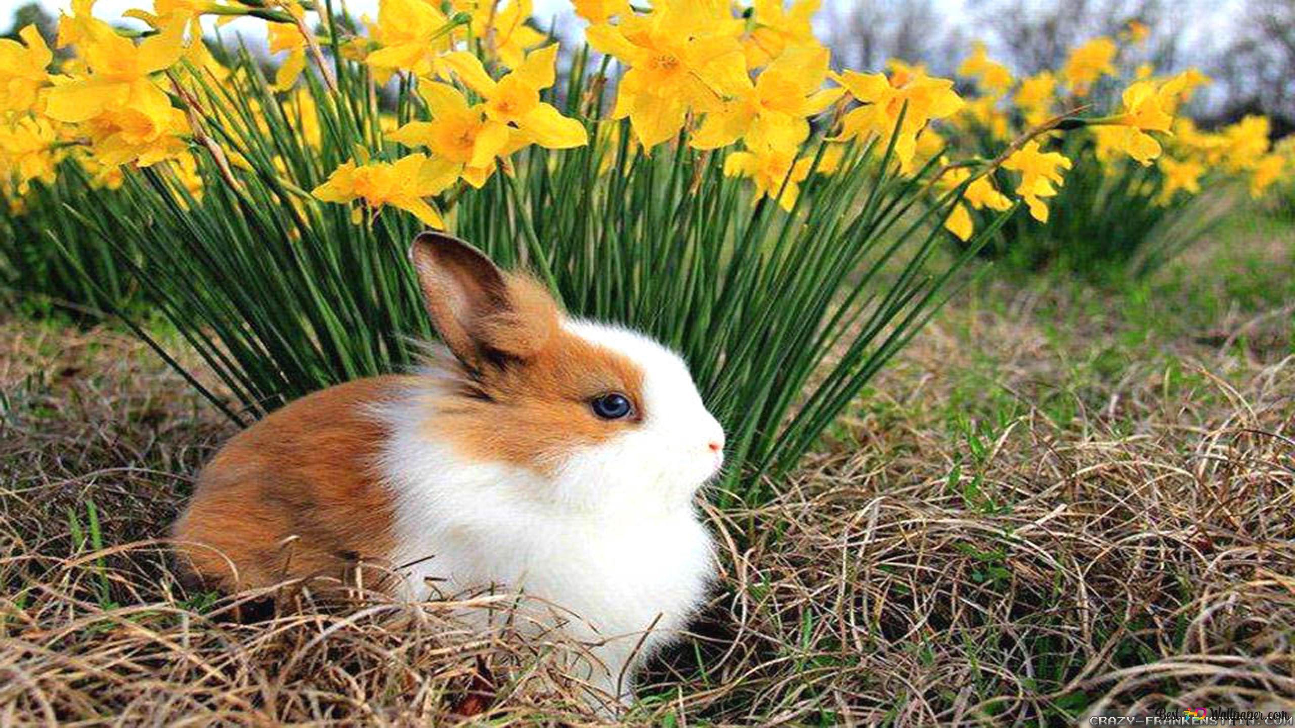Rabbit celebrating spring among yellow flowers and withered grass 2K wallpaper download
