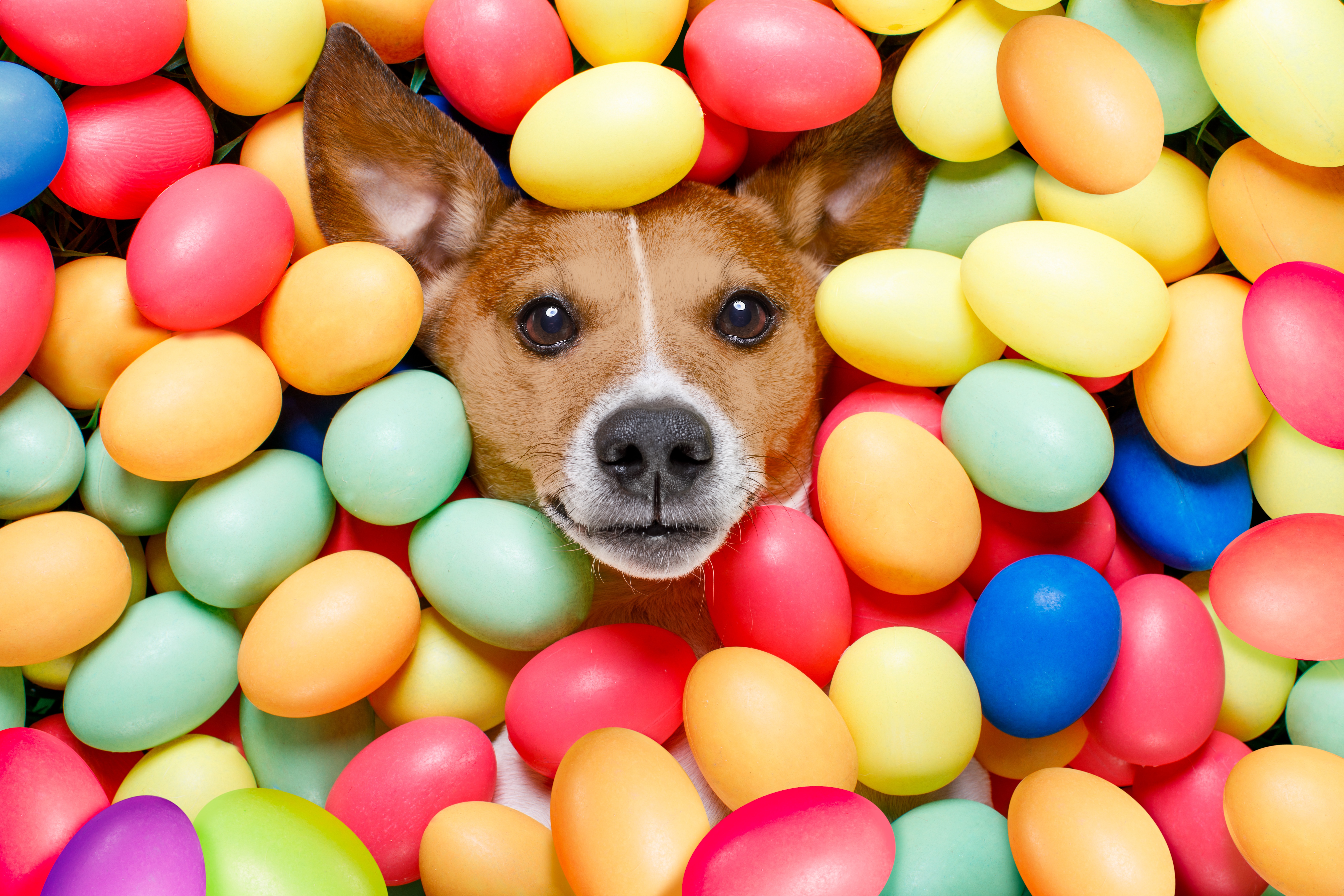 Dog 4K, Easter Egg, Pet Gallery HD Wallpaper