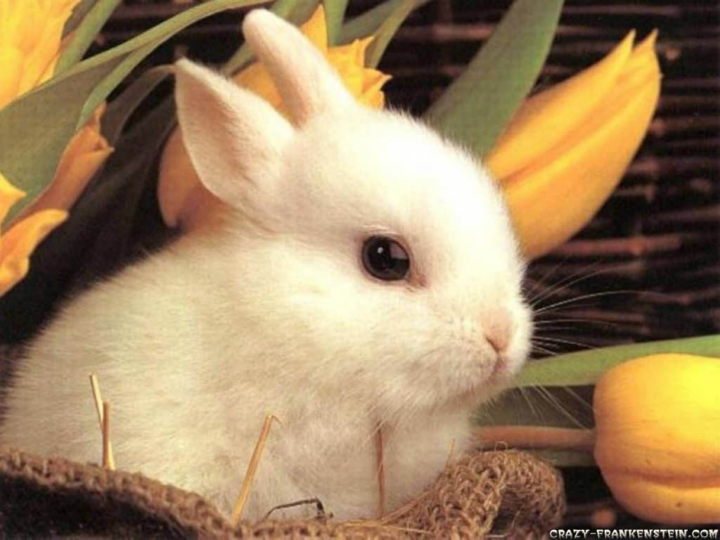Easter Wallpaper with Cute Animals