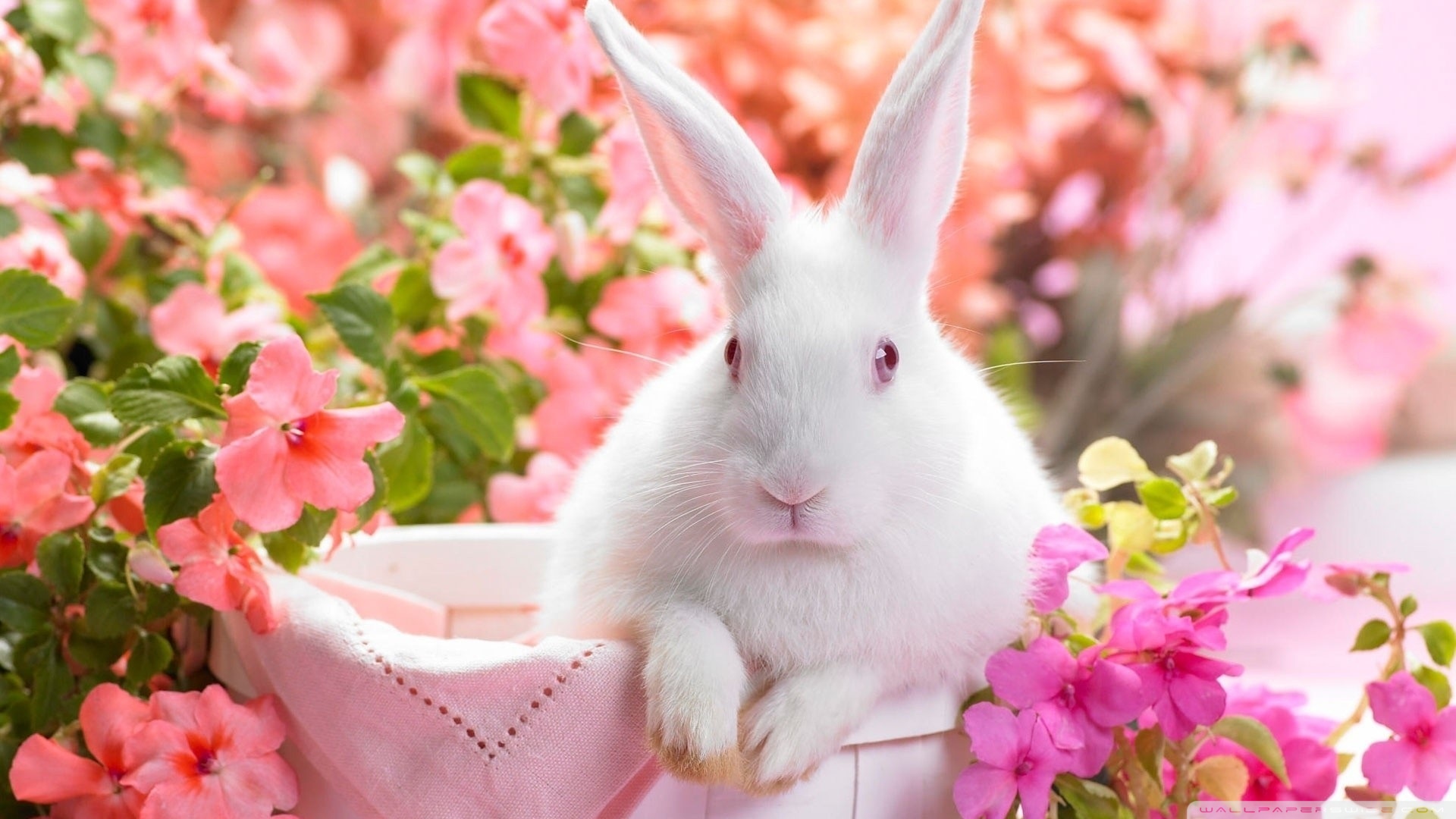 Cute Easter Bunny Ultra HD Desktop Background Wallpaper for 4K UHD TV, Tablet