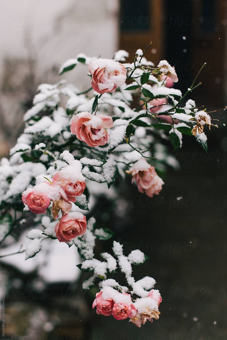 Roses Covered With Snow. Winter flowers, Snow rose, Flower background