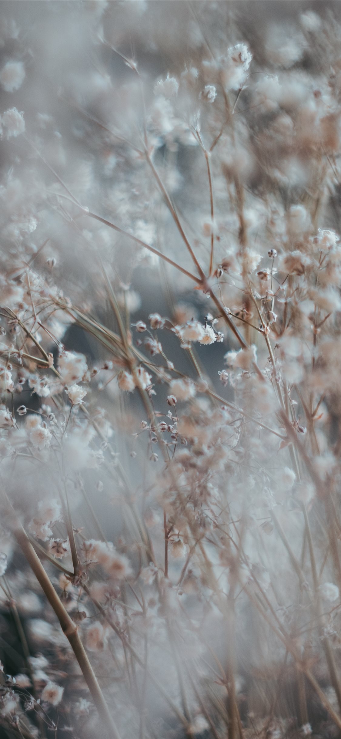 white cluster flower iPhone X Wallpaper Free Download