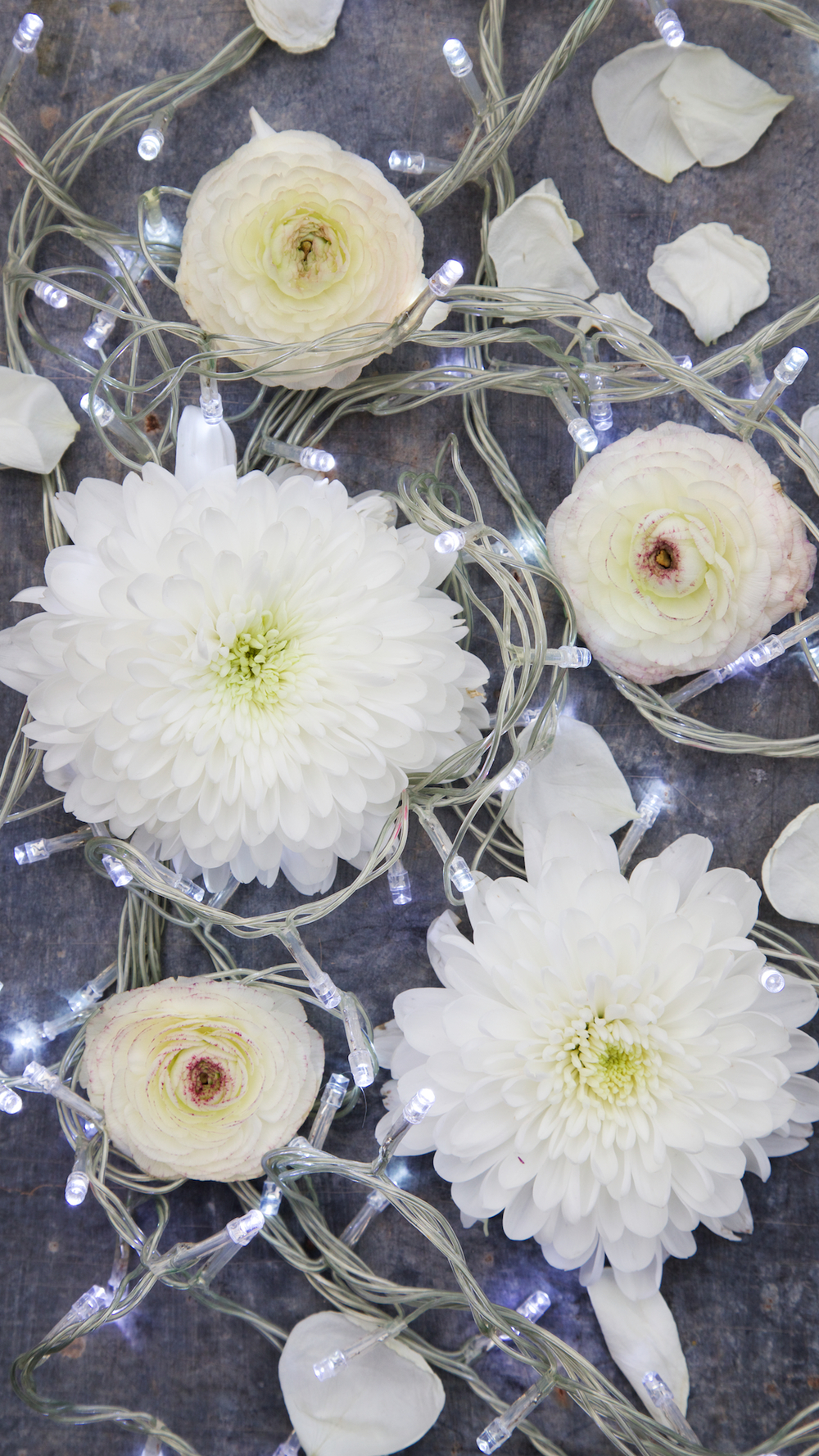 Free Winter Floral Phone Wallpaper • A Winter Treat • Photo Backdrops UK from Capture