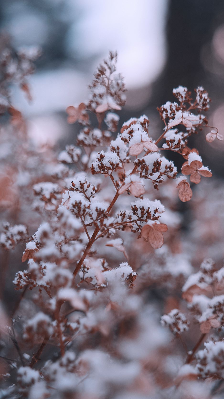 Download Wallpaper 938x1668 Branches, Flowers, Snow, Macro, Plant Iphone 8 7 6s 6 For Parallax HD Background