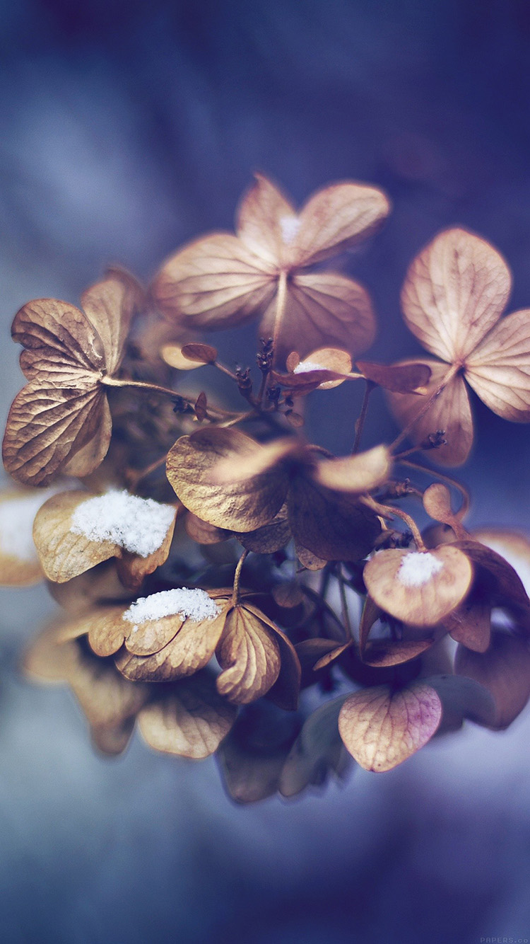 snow flower winter bokeh nature