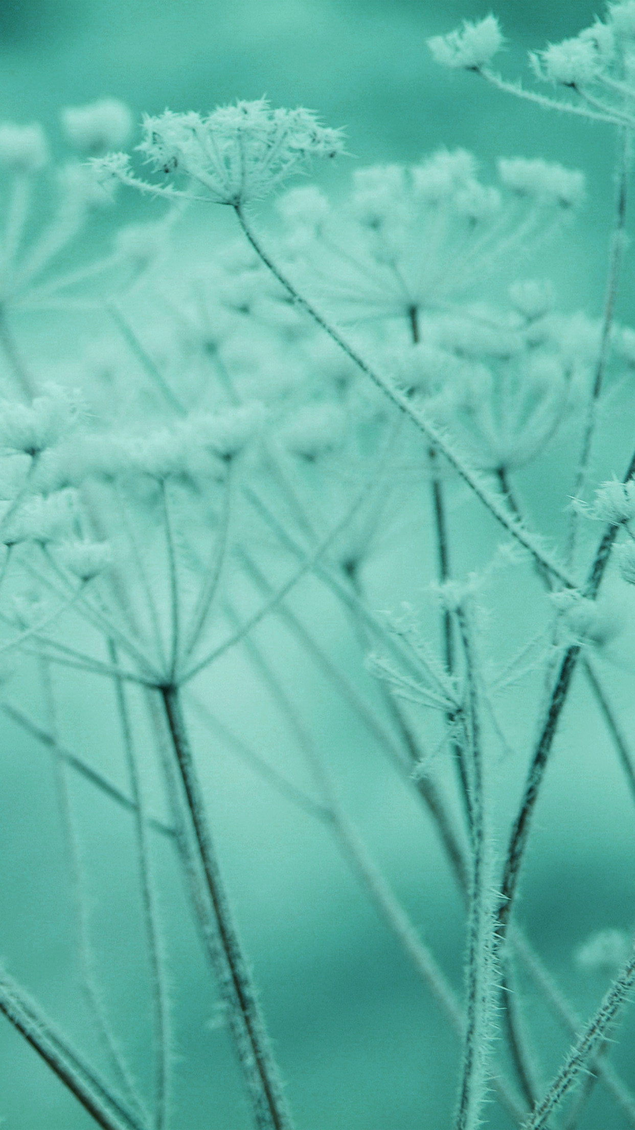 iPhone X wallpaper. ipad snow winter flower green nature bokeh