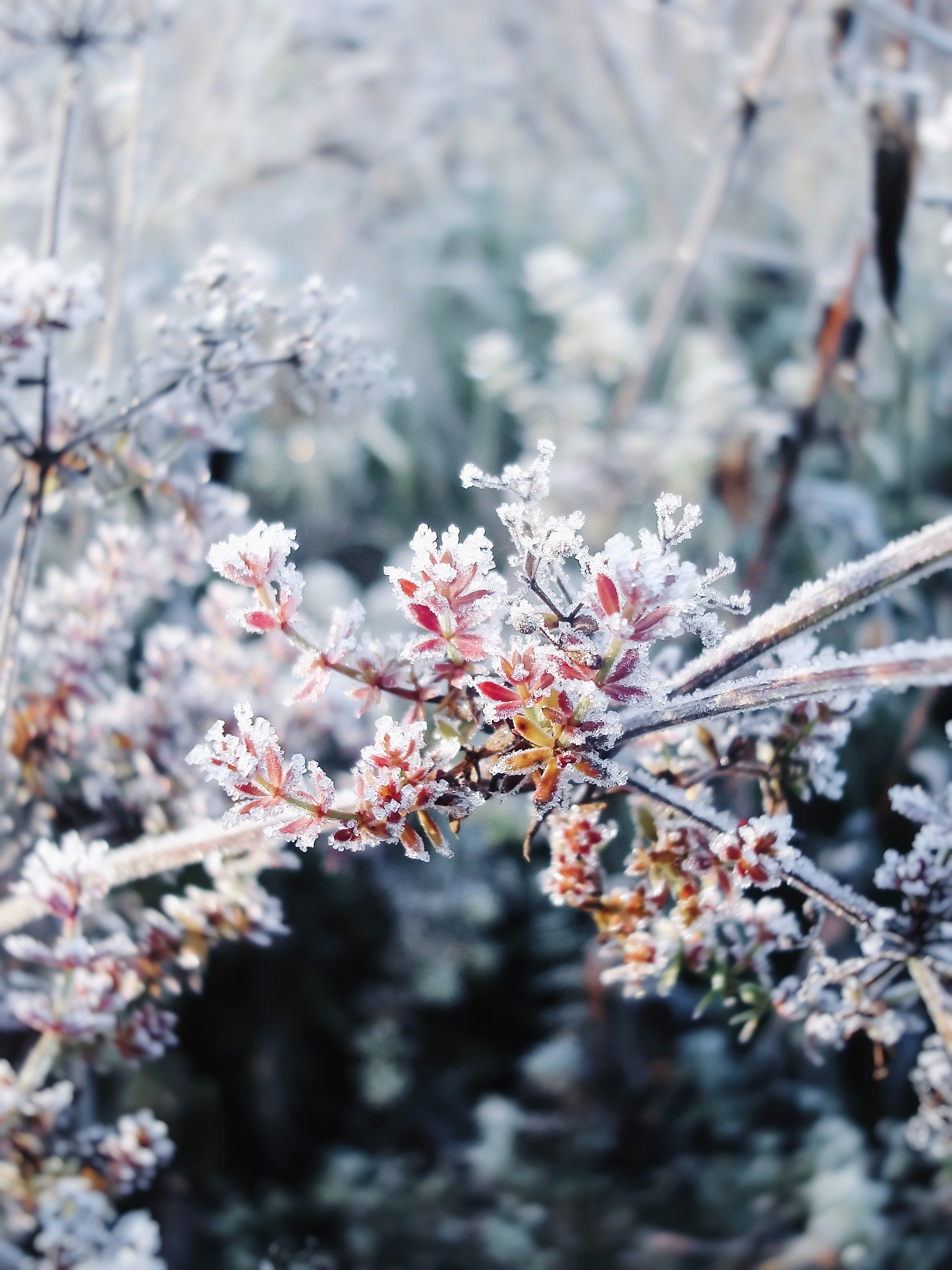 Hoarfrost Photo, Download The BEST Free Hoarfrost & HD Image