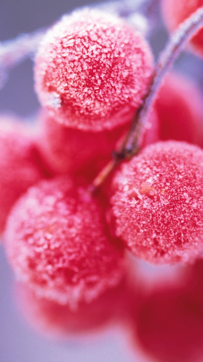 Frozen Cherrys IPhone Wallpaper. IPhone Wallpaper Winter, Winter Wallpaper, Winter Flowers