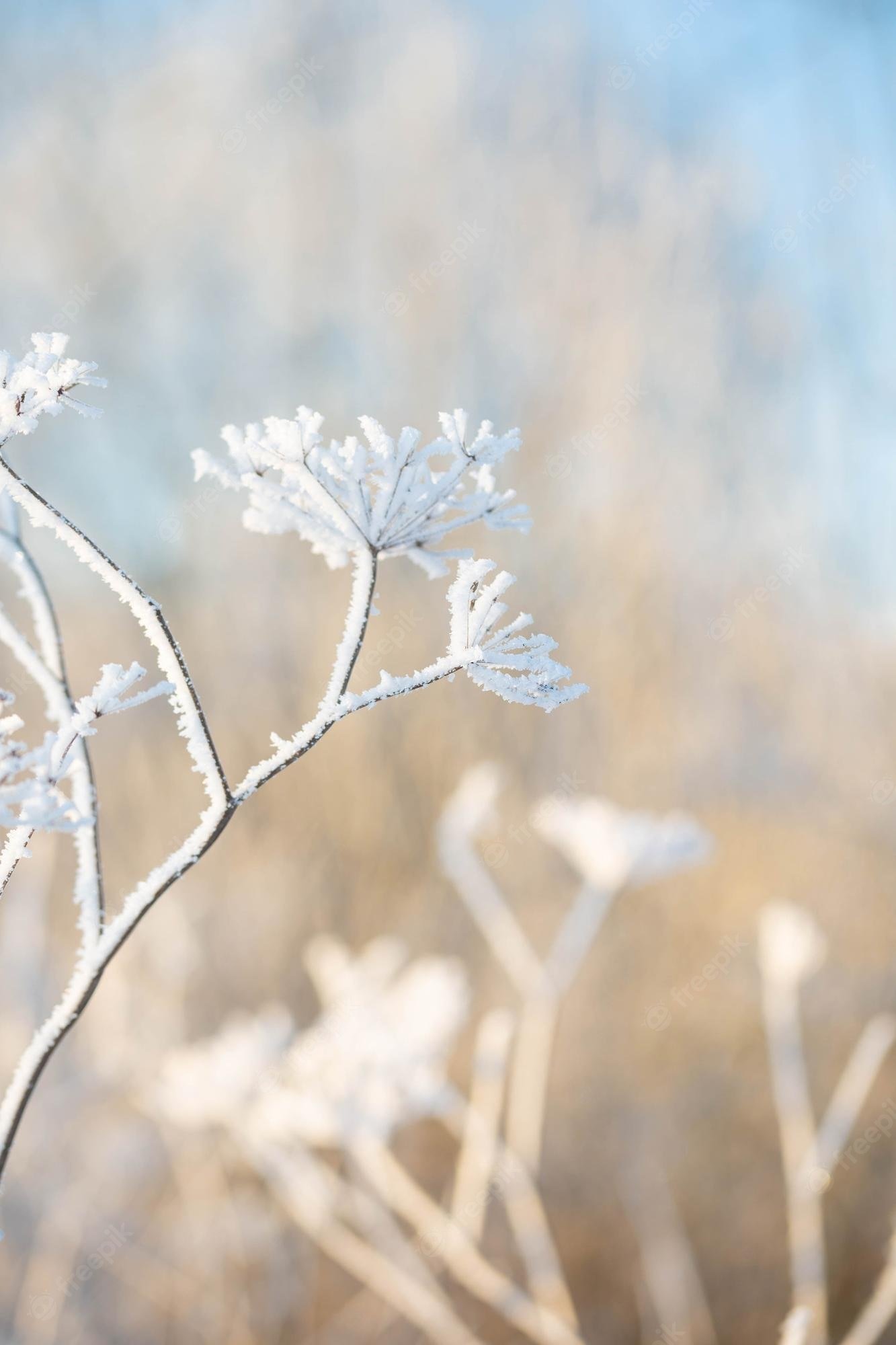 Premium Photo. Winter background with plants in hoarfrost in sunlight clouse up
