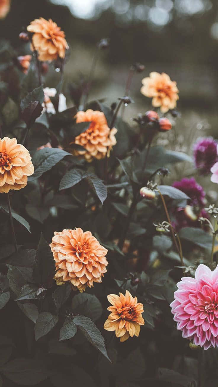 Download Floral Aesthetic iPhone Wallpaper