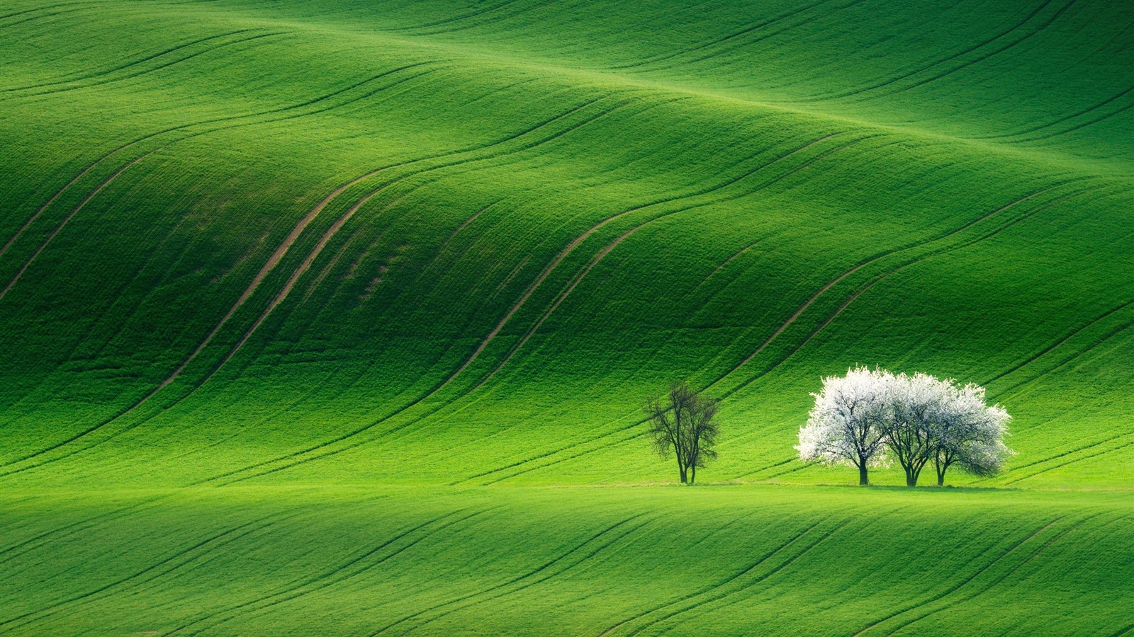 Wallpaper Spring, green fields, trees 2880x1800 HD Picture, Image