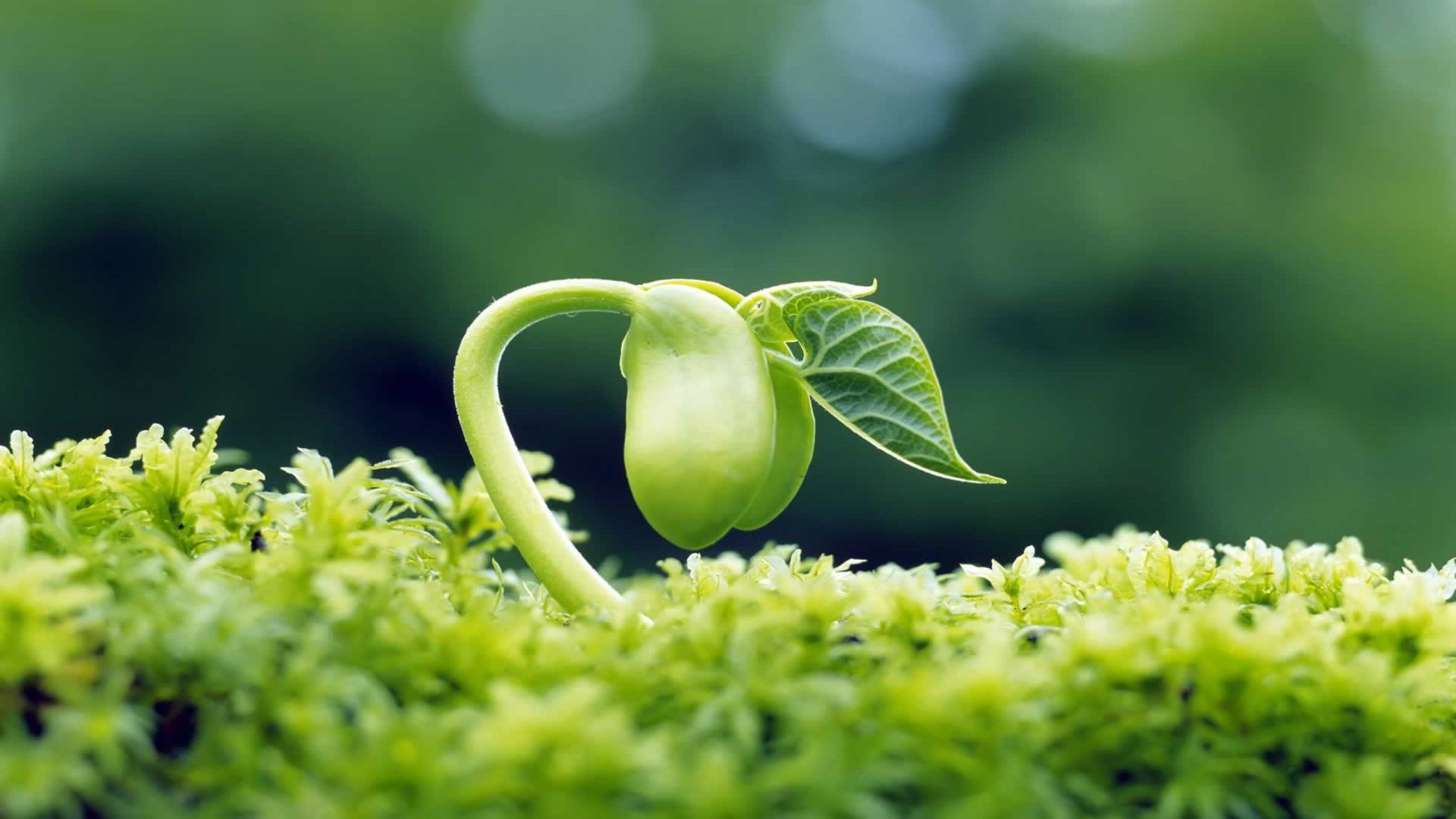 Spring Green Sprout desktop PC and Mac wallpaper