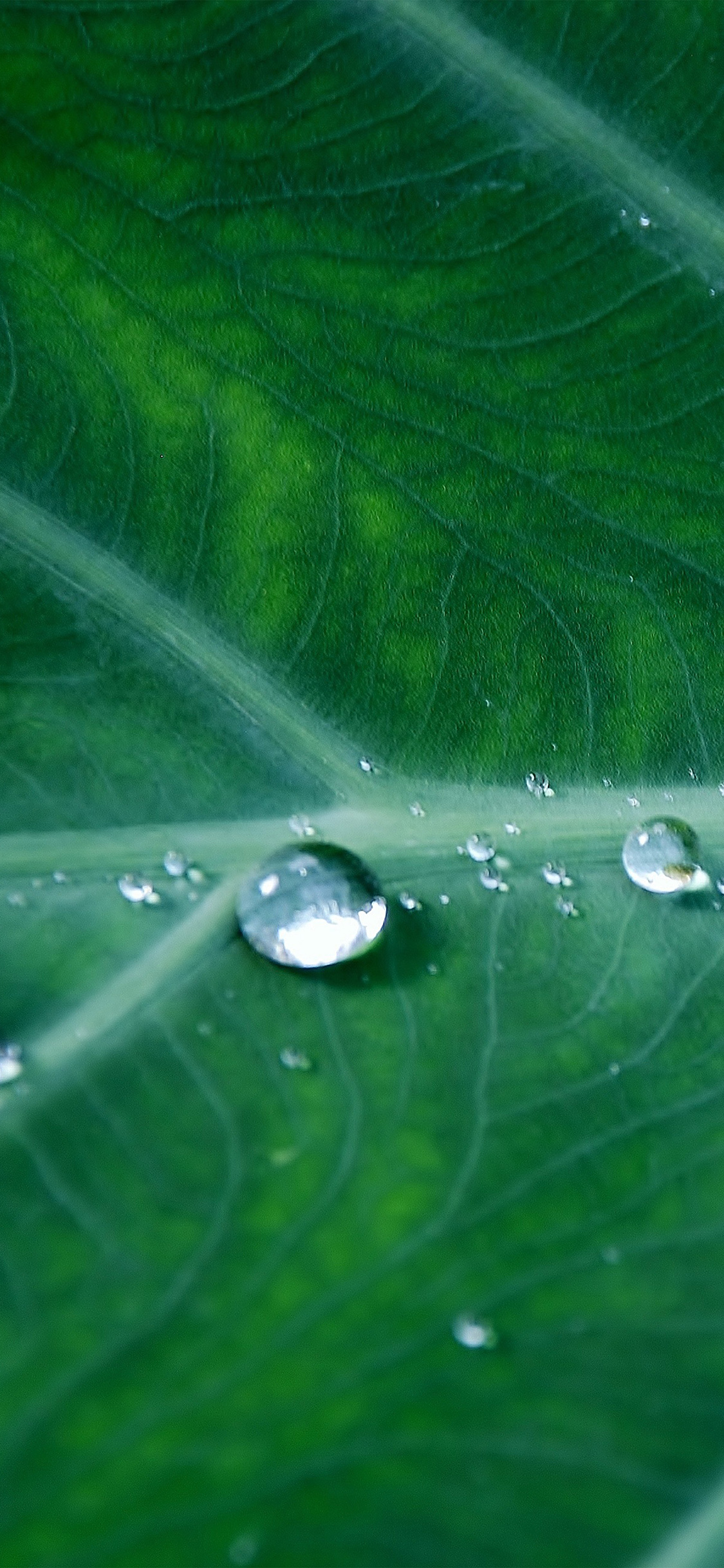 iPhone X wallpaper. leaf water spring green nature rain