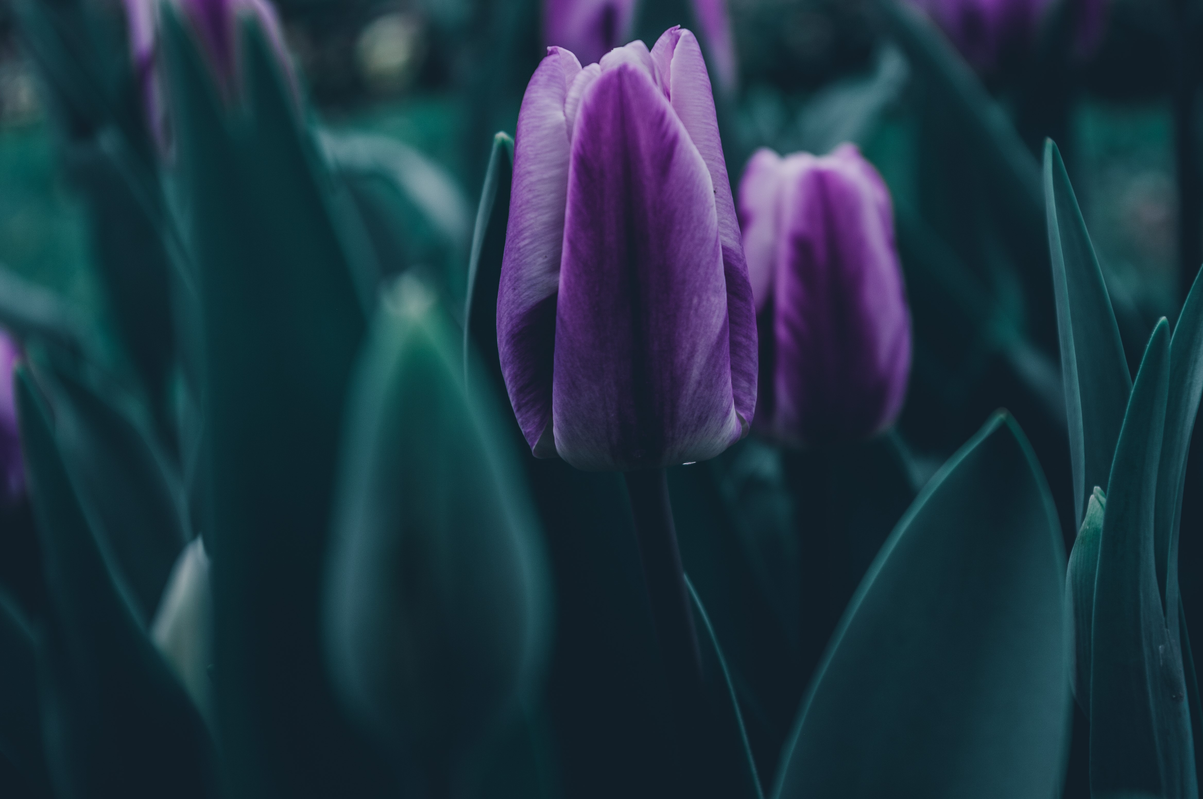 4K, leaves, dark, spring, emotion, purple, green, nature, tulips Gallery HD Wallpaper