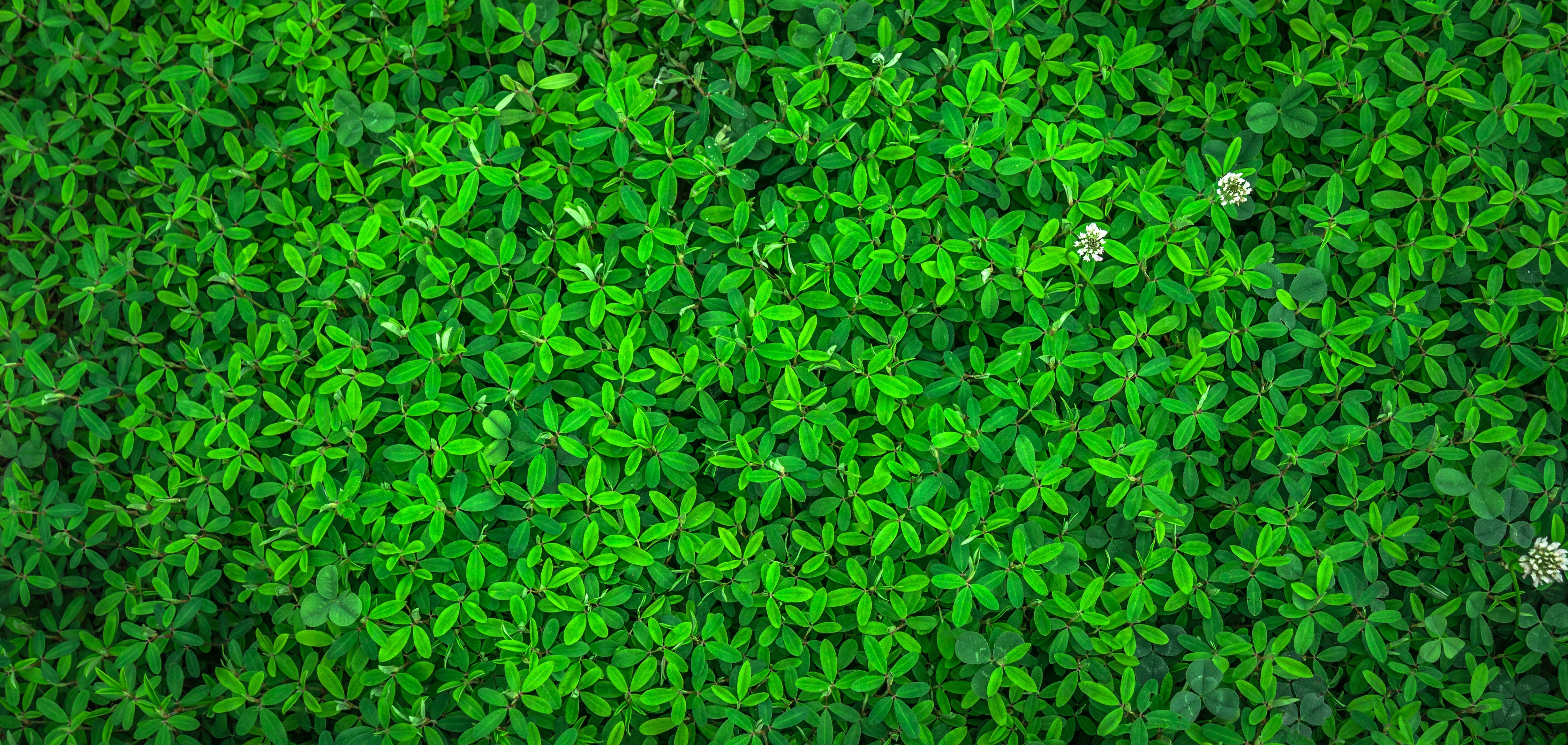 Green Wallpaper Photo, Download The BEST Free Green Wallpaper & HD Image