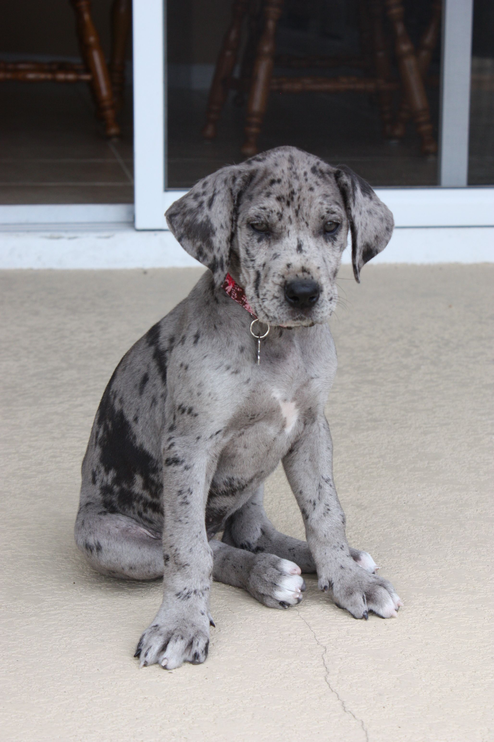 Our 8 week old Great Dane puppy. Dane puppies, Great dane puppy, Dane dog