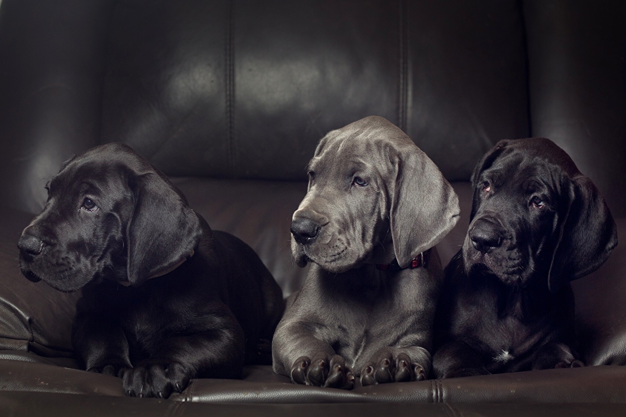 image puppies Great Dane dog Three 3 Animals