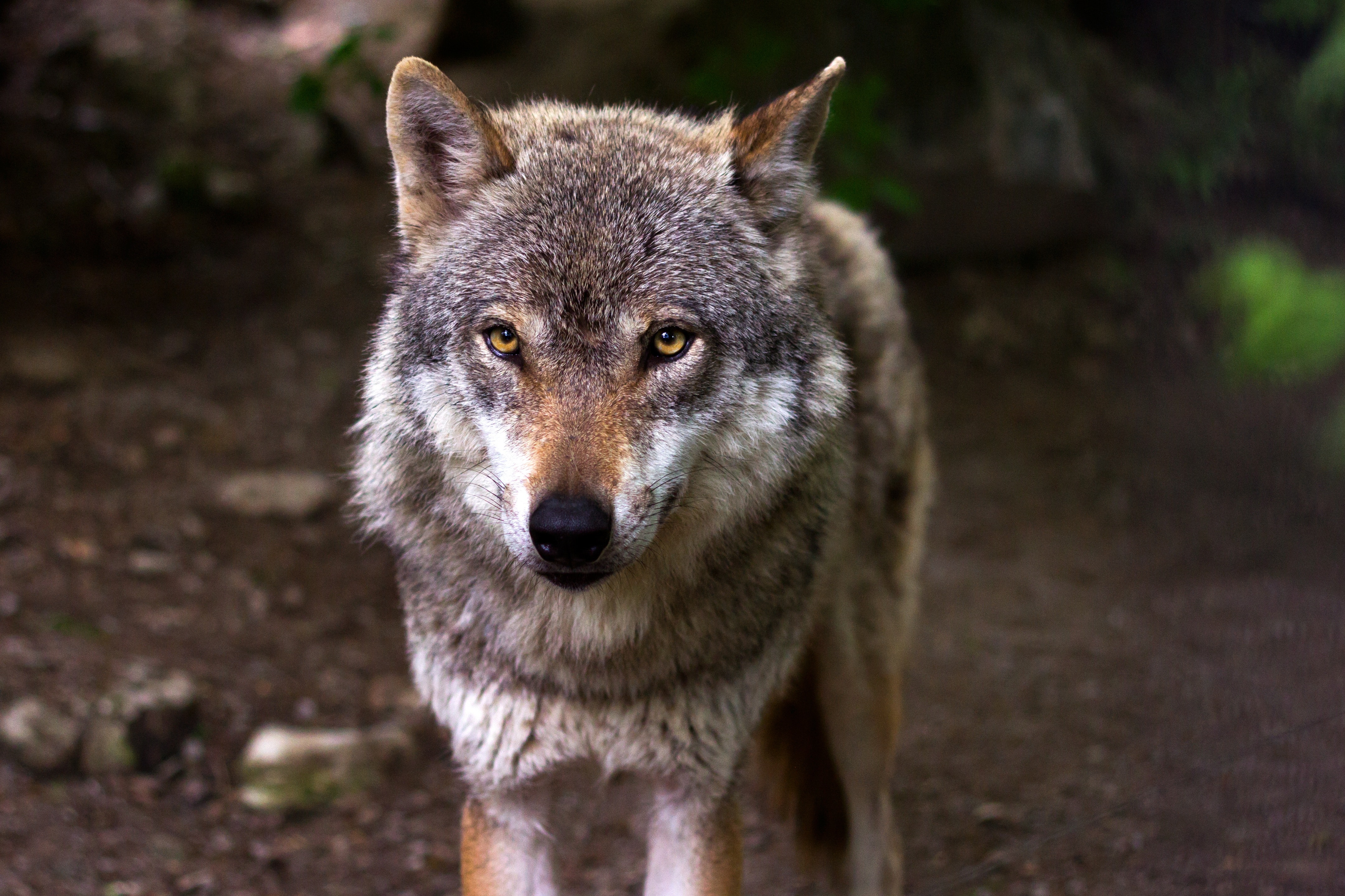 Best Wolf Photo · 100% Free Downloads