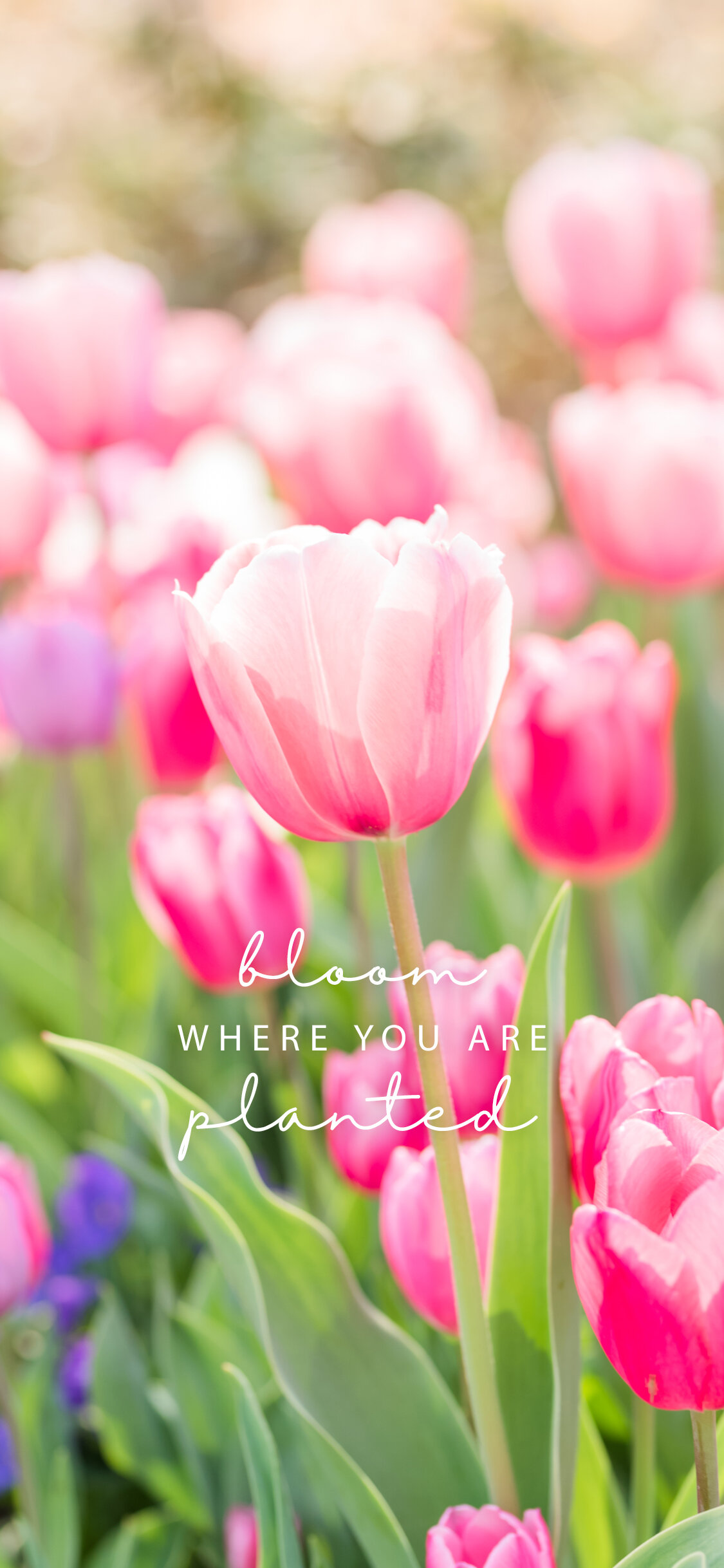 Welcome, Spring! Free Phone Wallpaper Download