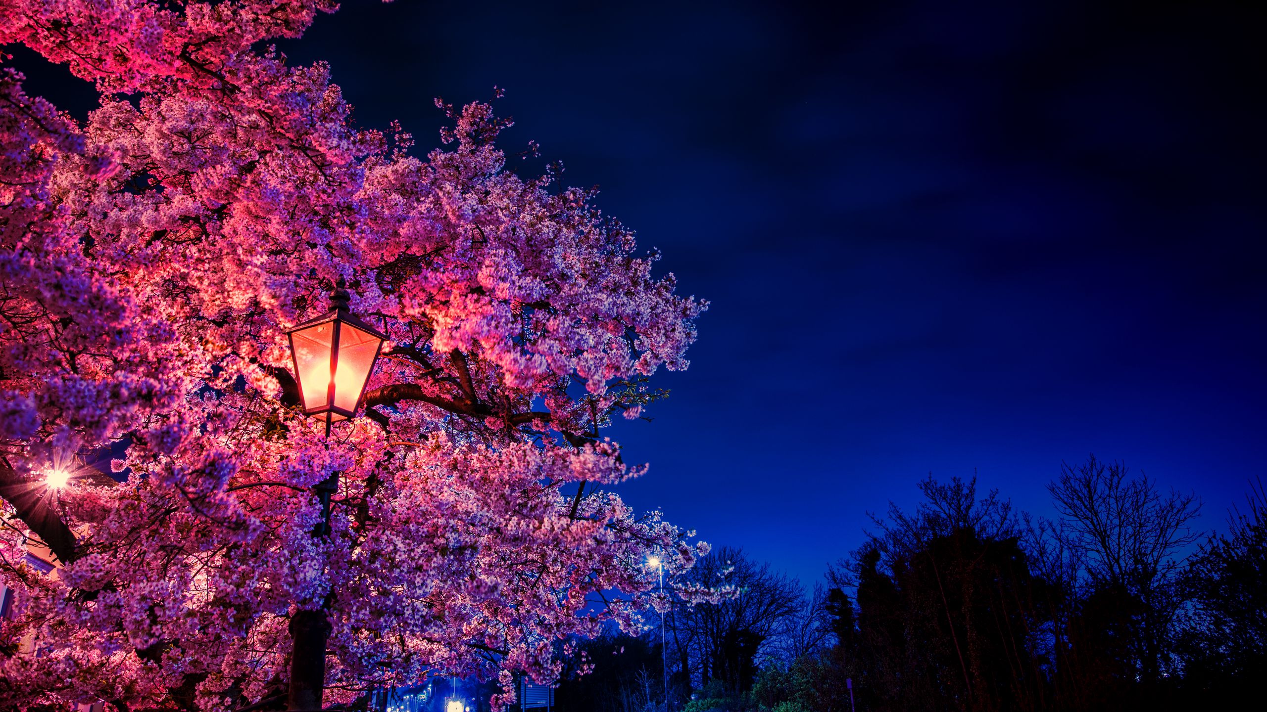 Download wallpaper 2560x1440 sakura, flowers, lantern, blooms, evening, spring widescreen 16:9 HD background