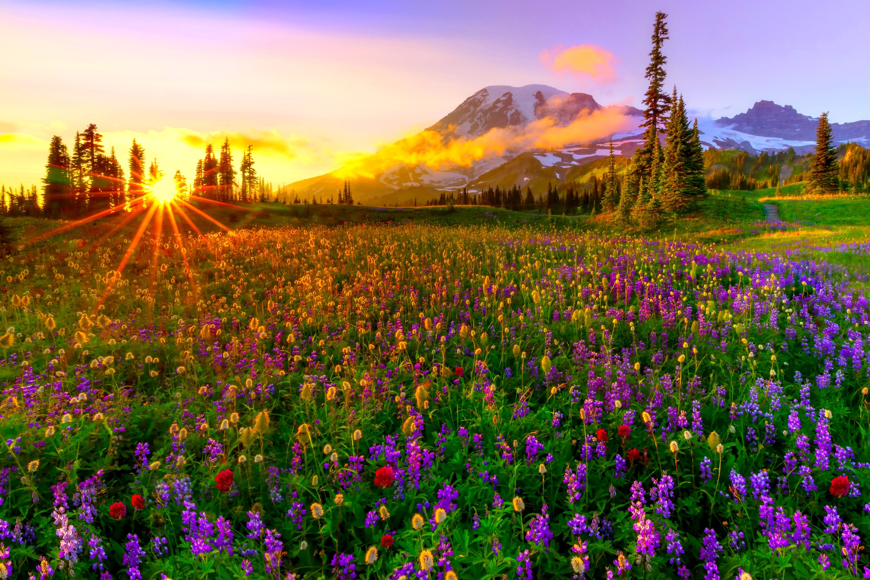 HD desktop wallpaper: Landscape, Sunset, Mountain, Flower, Earth, Field, Spring, Meadow, Wildflower download free picture