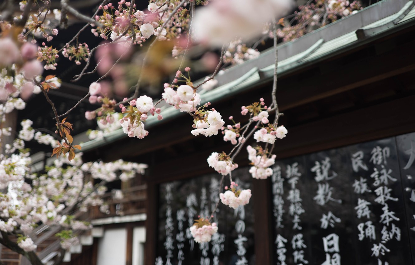 Wallpaper characters, temple, Japan, Sakura spring image for desktop, section природа
