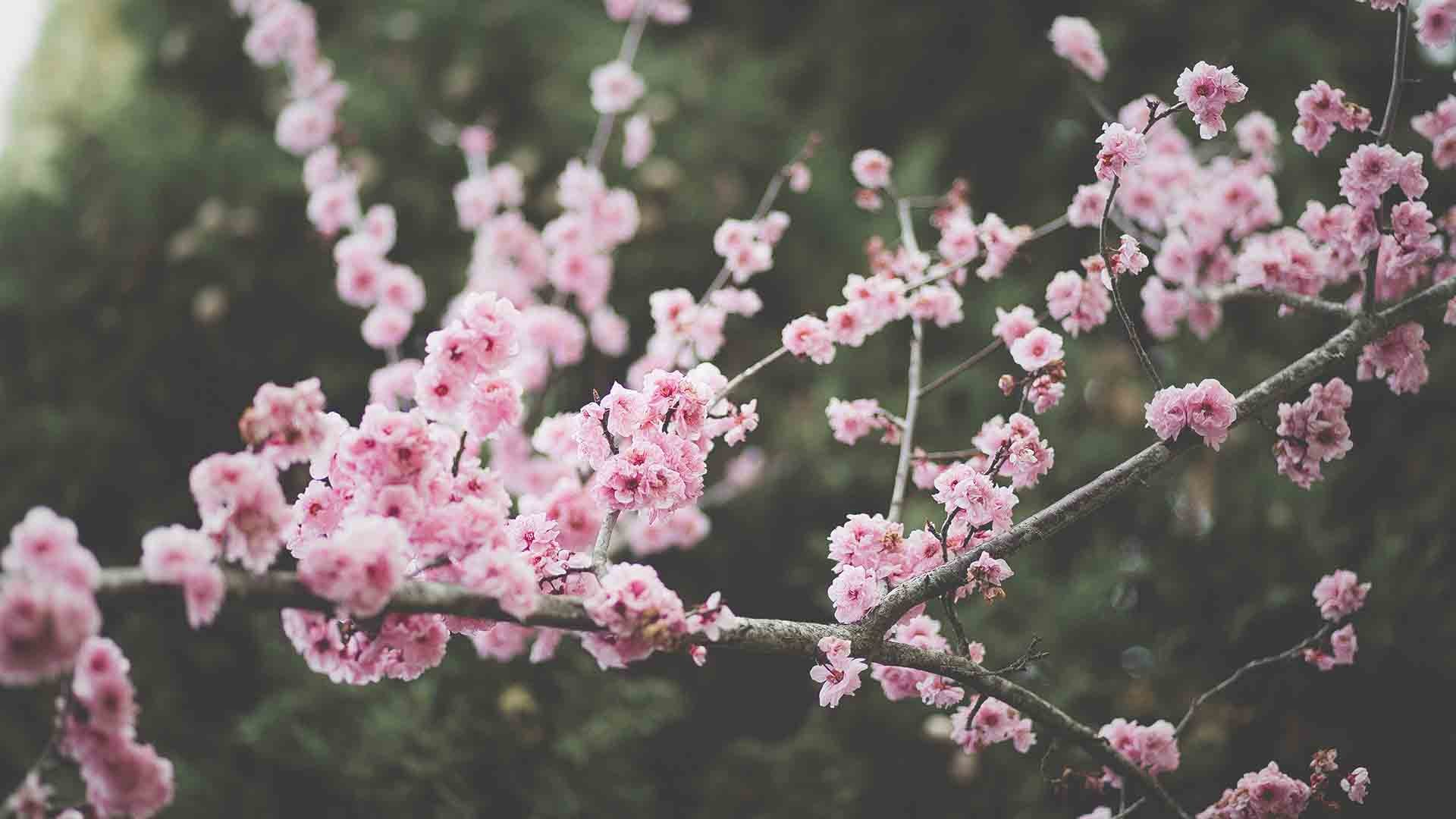 Aesthetic Spring Wallpaper
