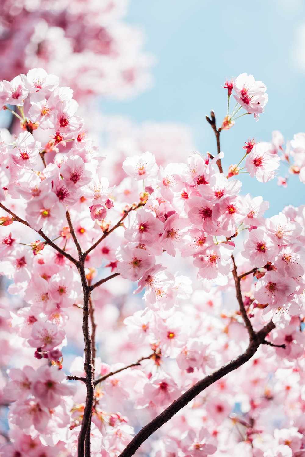 Aesthetic Spring Japan Wallpapers - Wallpaper Cave