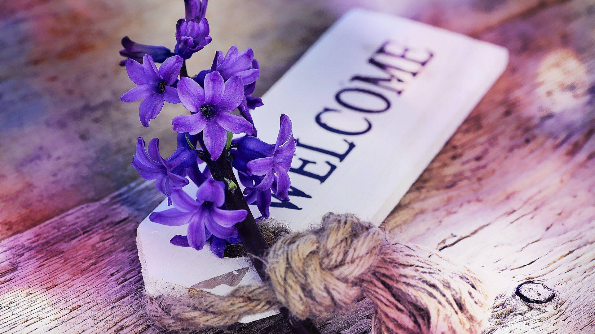 Download Welcome Tag With Hyacinth Wallpaper