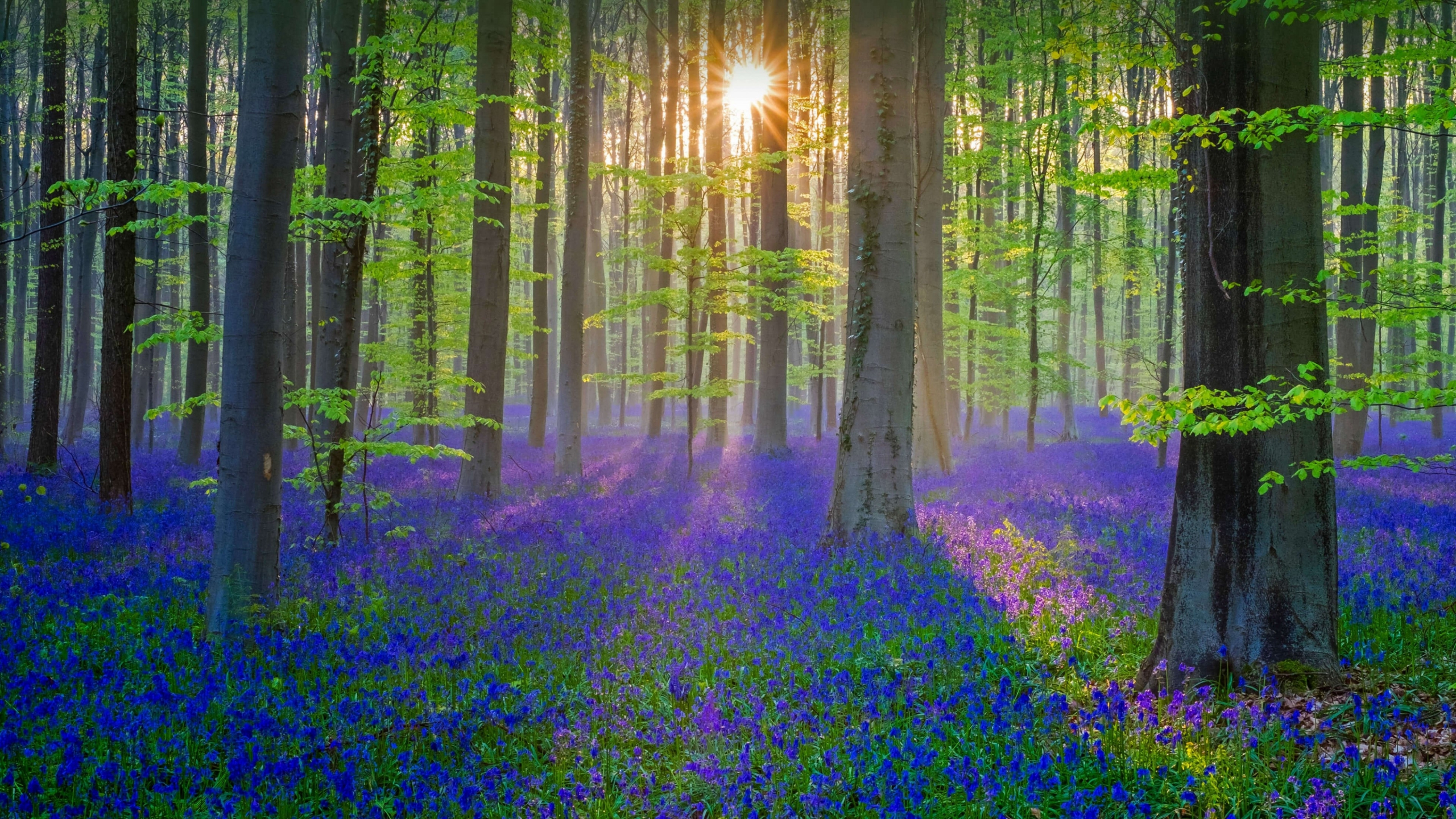 Download wallpaper 2560x1440 blue flowers, plants, forest, spring, nature, dual wide 16:9 2560x1440 HD background, 27338