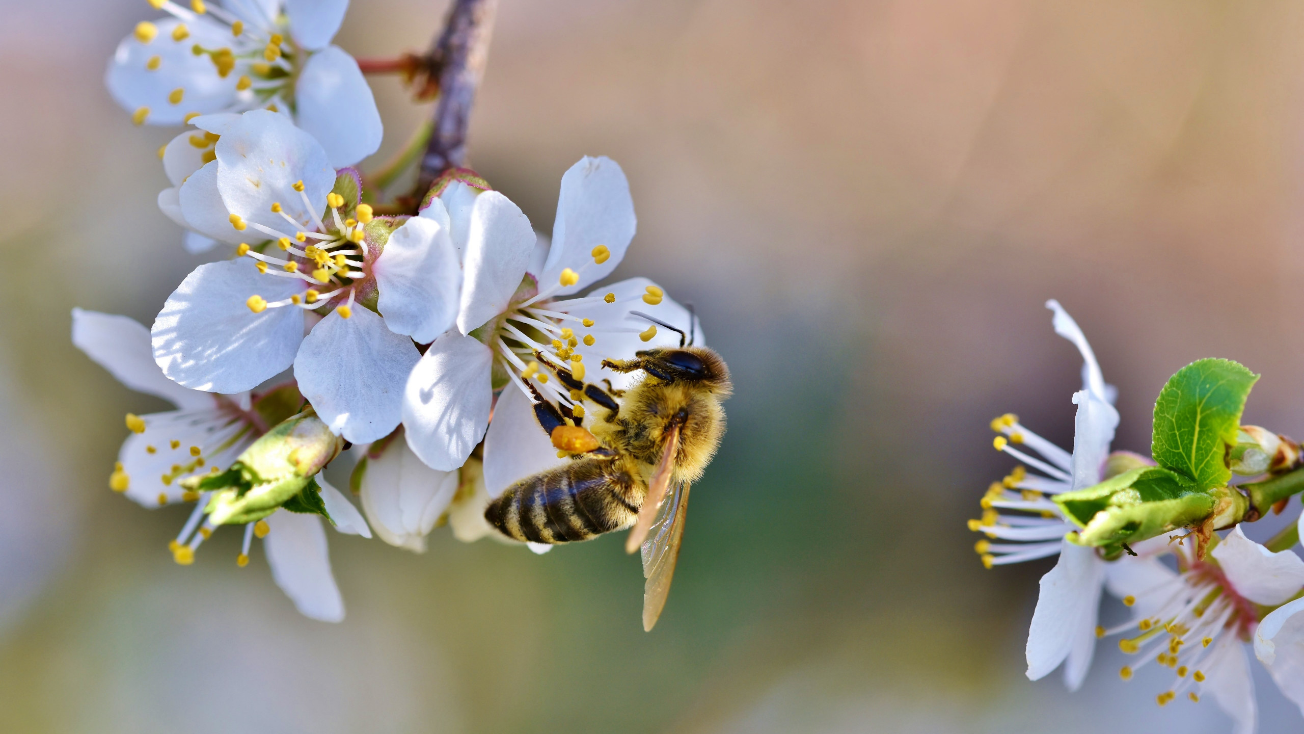 Download wallpaper: Spring, bee, blossoms, flower 2560x1440