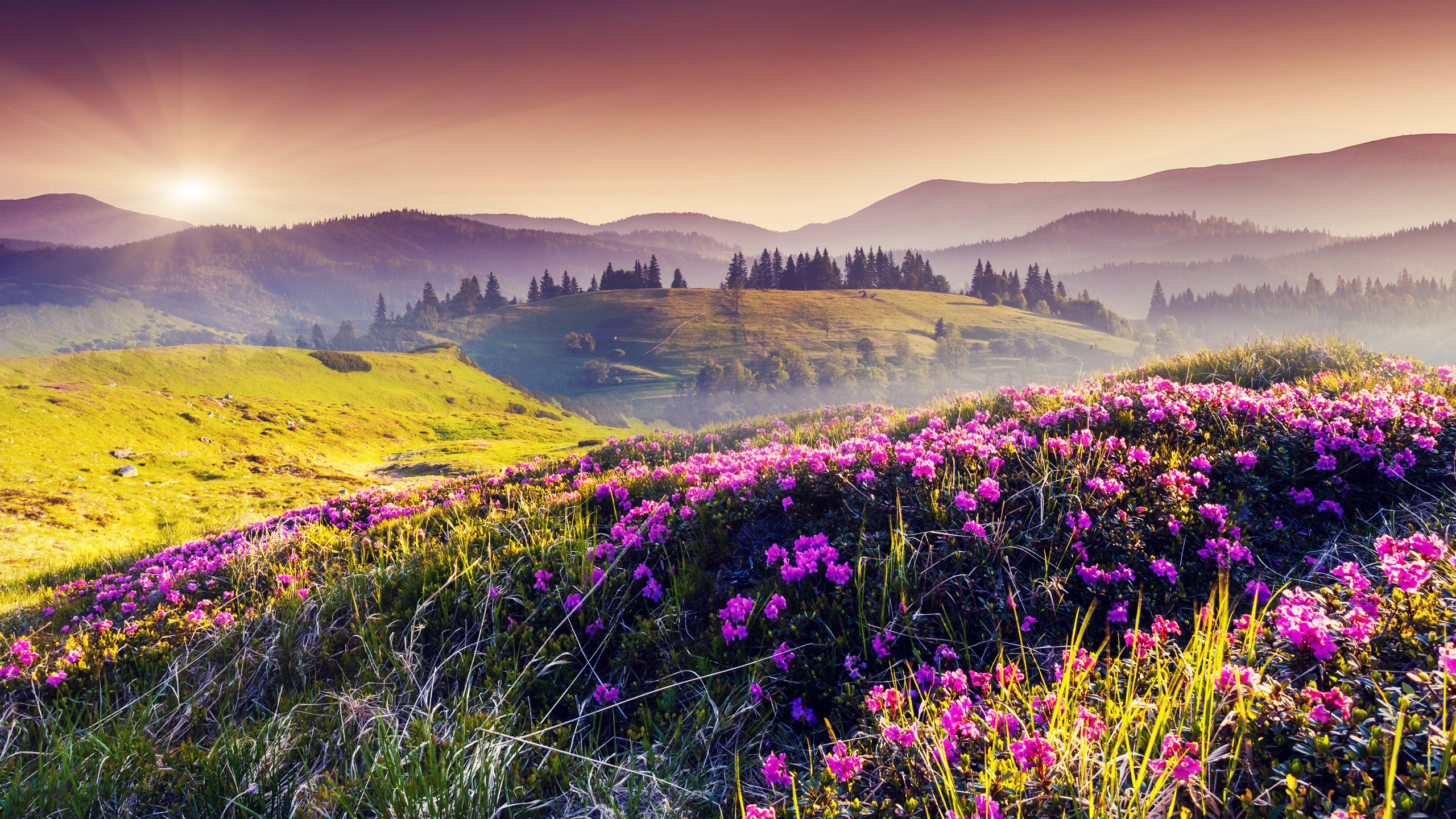 Wallpaper Nature spring, hills, flowers, trees, sun 2560x1440 QHD Picture, Image