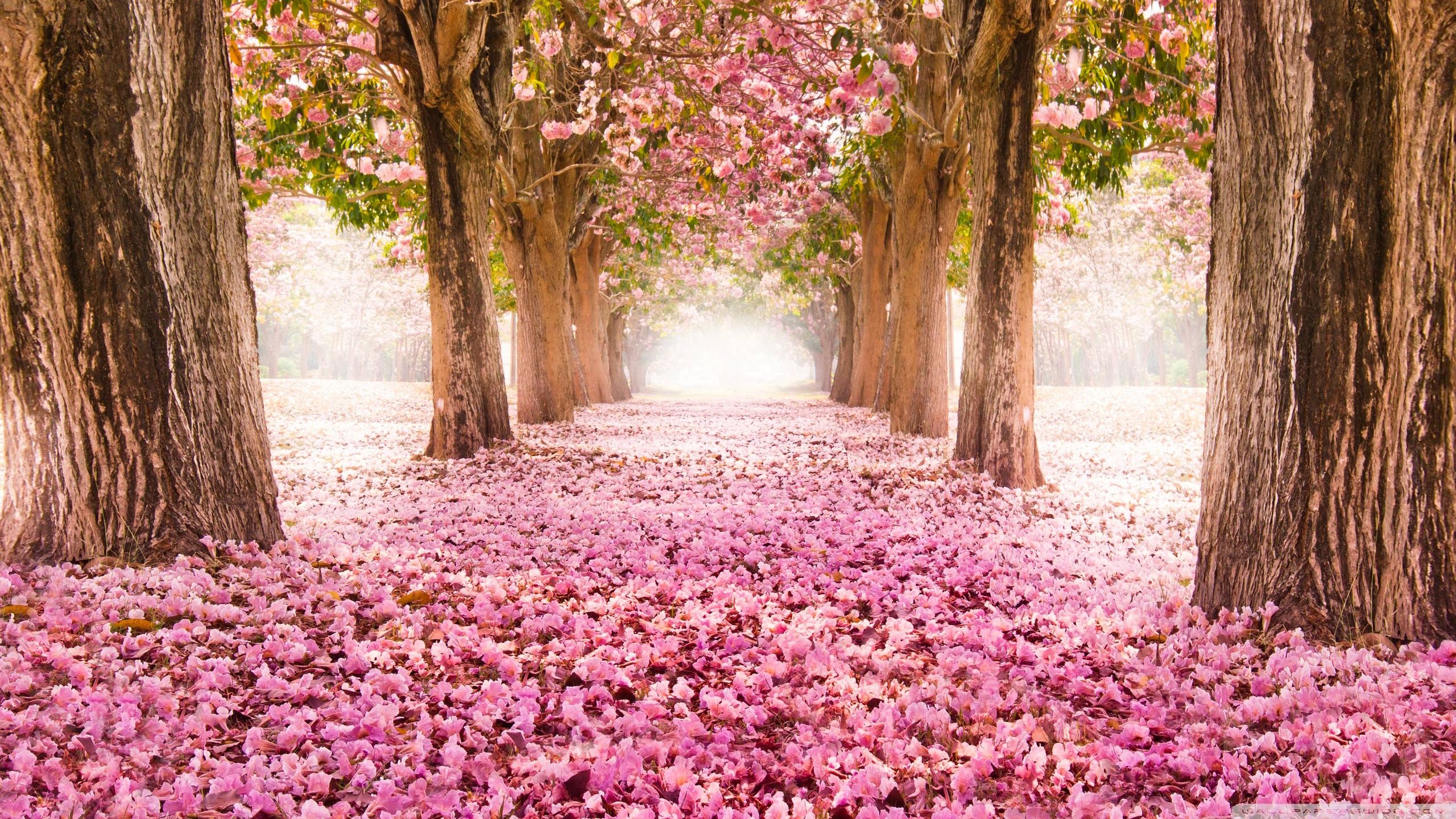 Love_path Wallpaper 2560x1440. Tree Tunnel, Spring Flowers Wallpaper, Spring Wallpaper