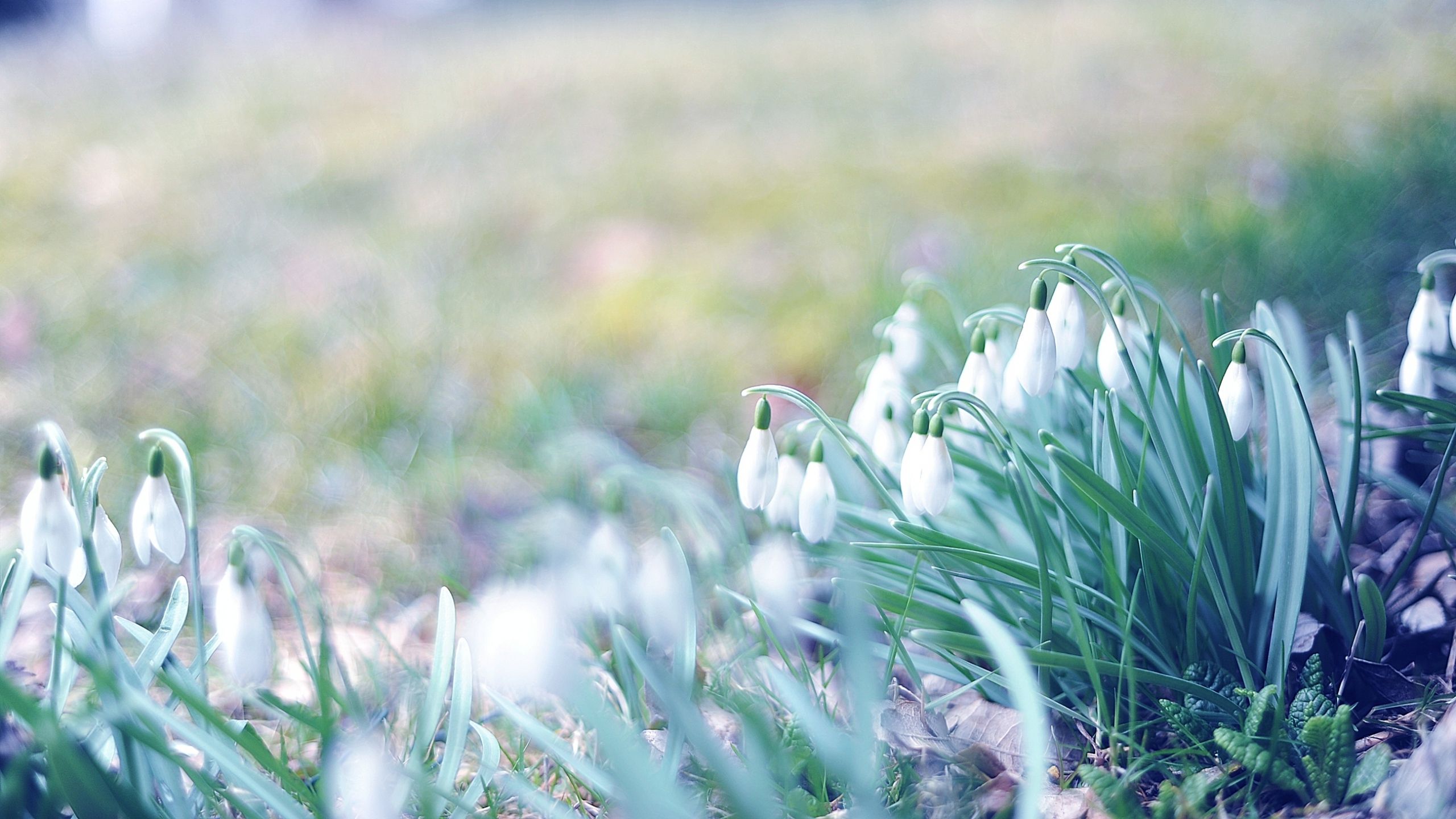 Download Wallpaper 2560x1440 spring, snowdrops, grass, light, march Mac iMac 27 HD Ba. Spring wallpaper, Spring wallpaper hd, Digital wallpaper desktop wallpaper