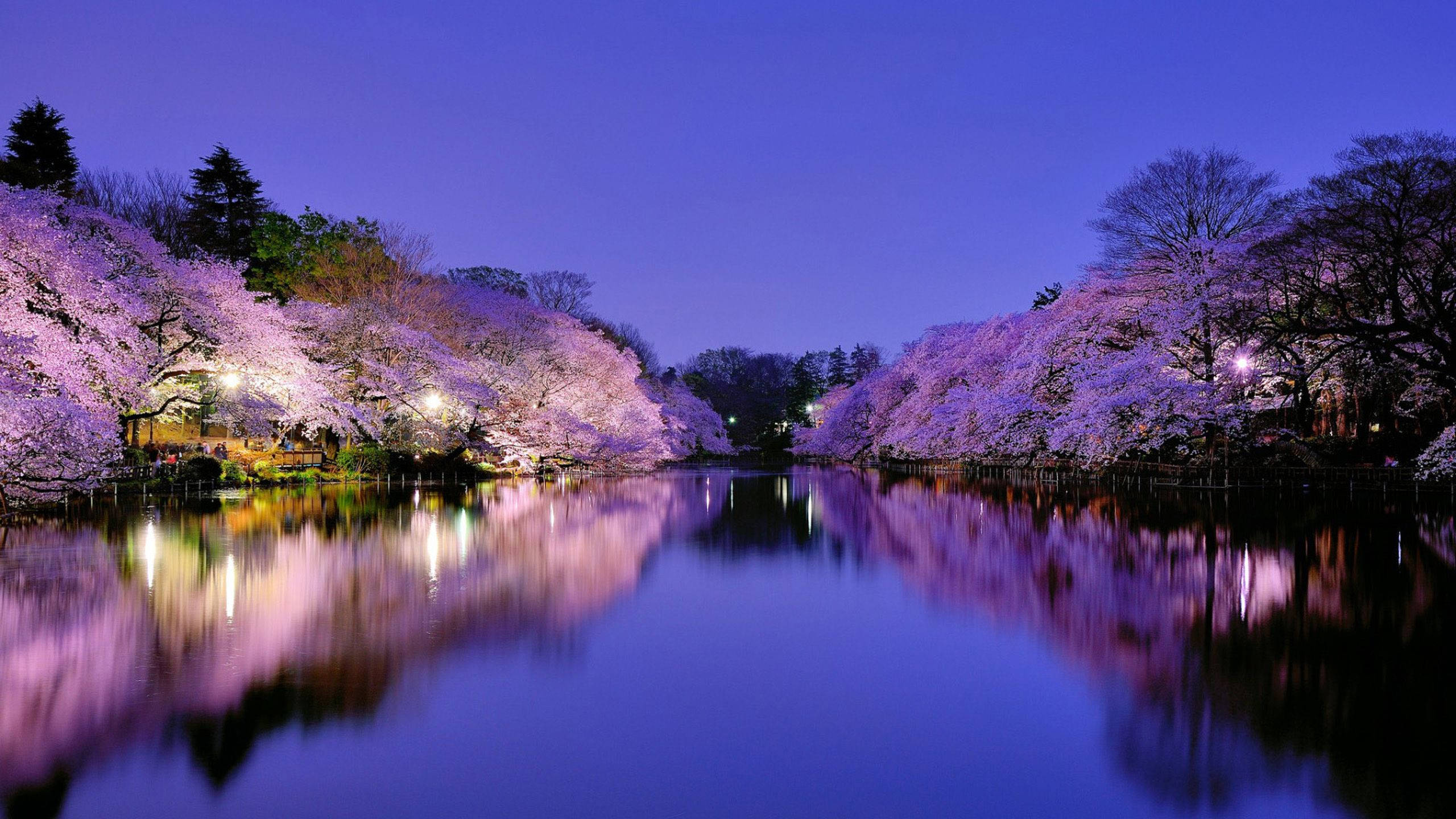 Download Spring Desktop Sakura Tree In Lake Wallpaper