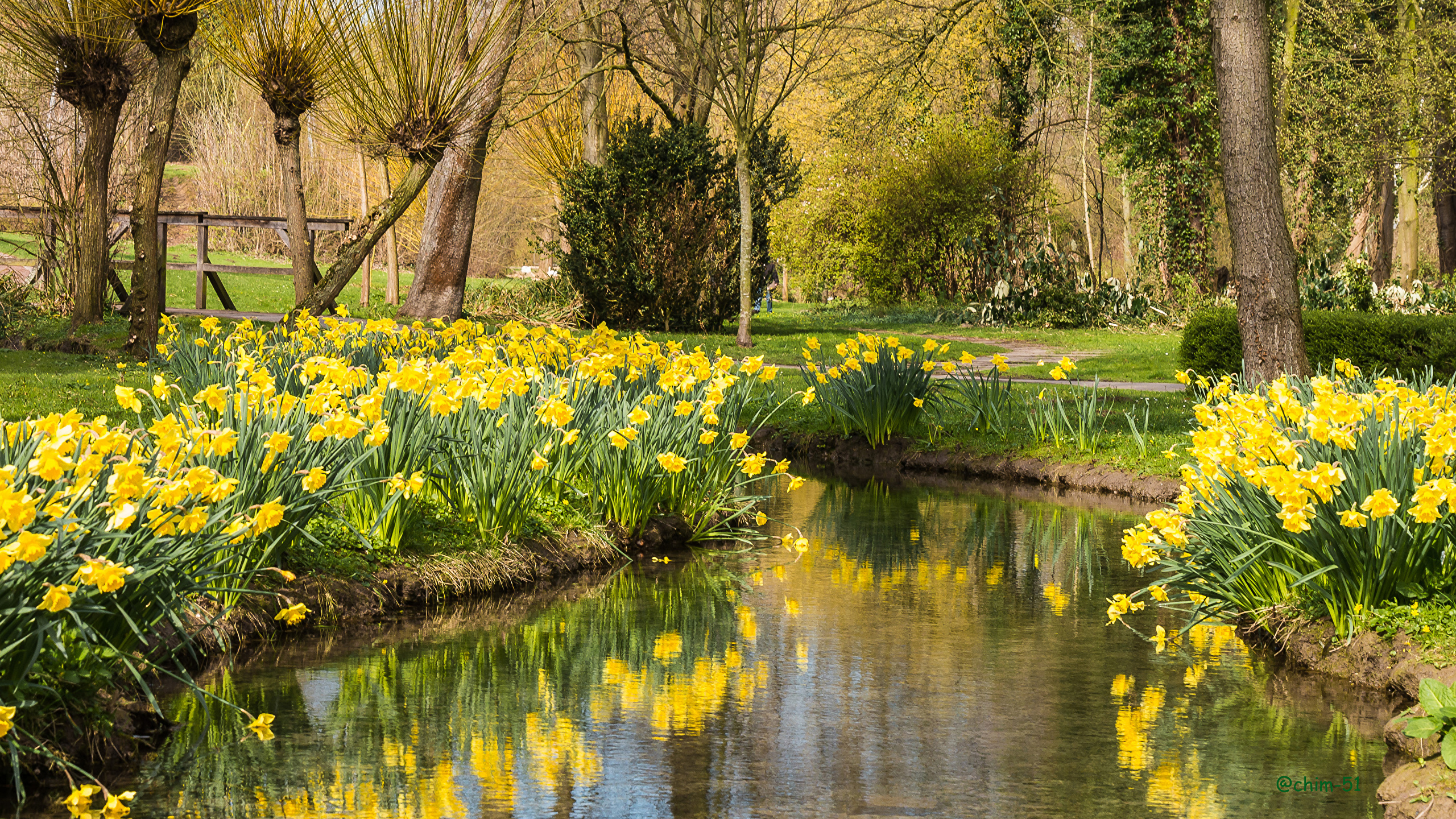 Wallpaper Spring Nature Pond Parks Daffodils Trees 2560x1440
