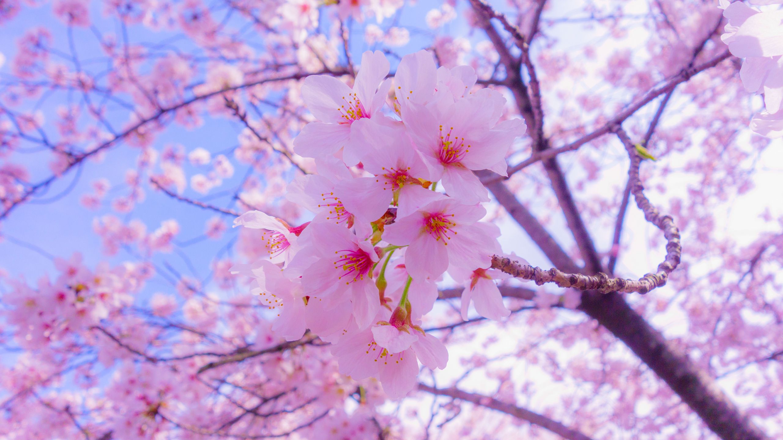 Download wallpaper 2560x1440 sakura, flowers, bloom, spring, pink widescreen 16:9 HD background
