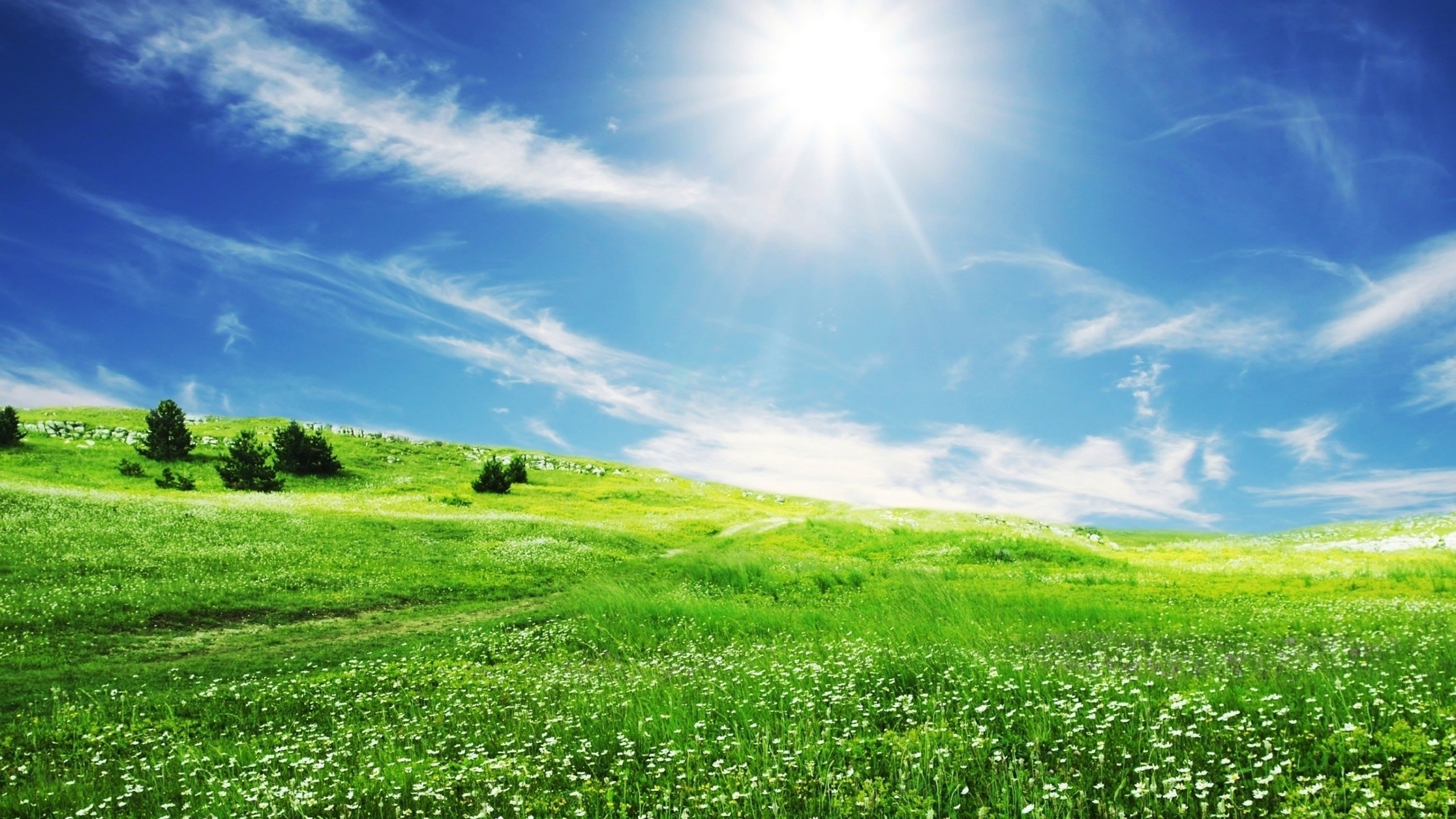 Spring Grass & Bright Sun desktop PC and Mac wallpaper