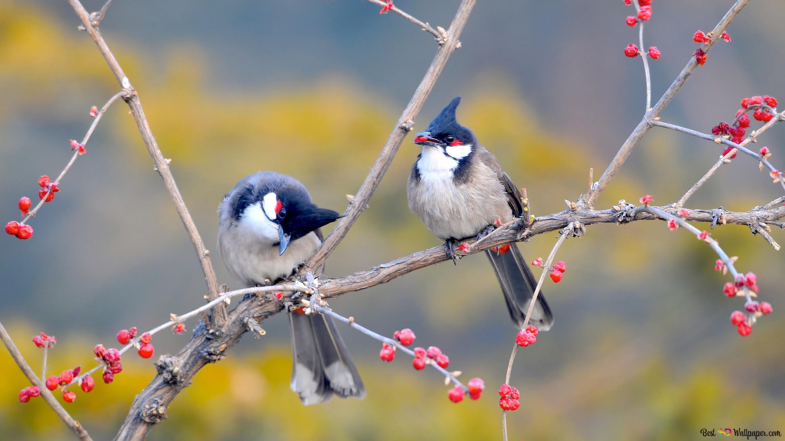 Birds in spring 4K wallpaper download