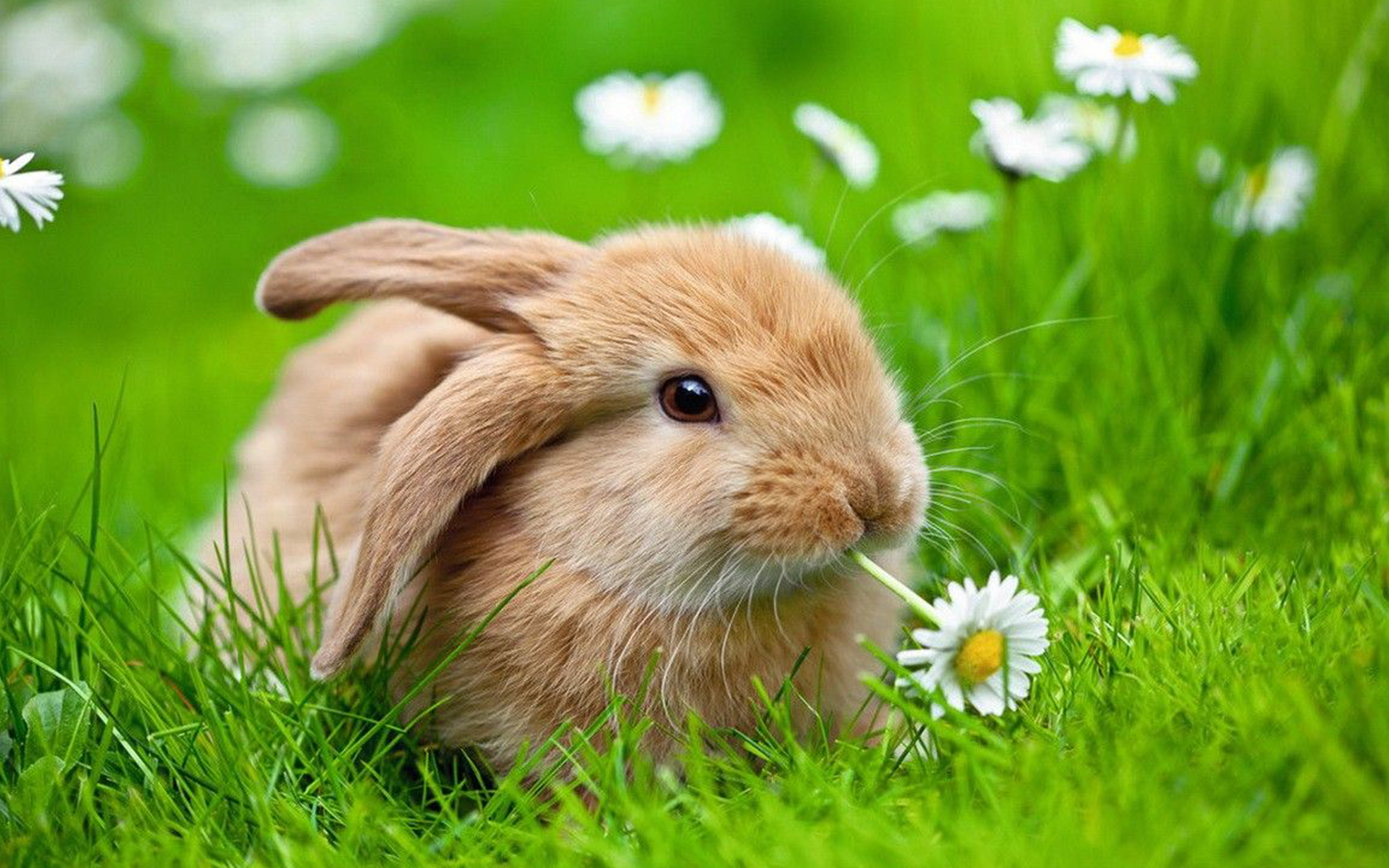 Cute Bunny Wallpaper for Windows Free Download