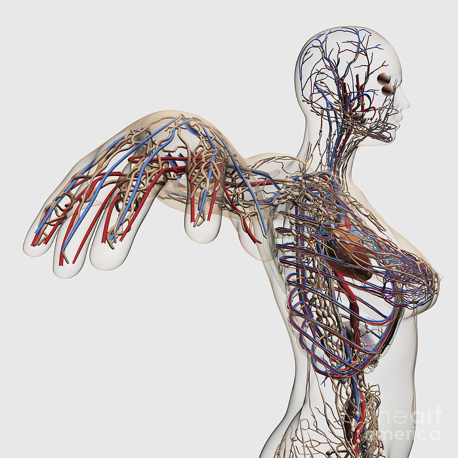 Medical Illustration Of Arteries, Veins Digital Art