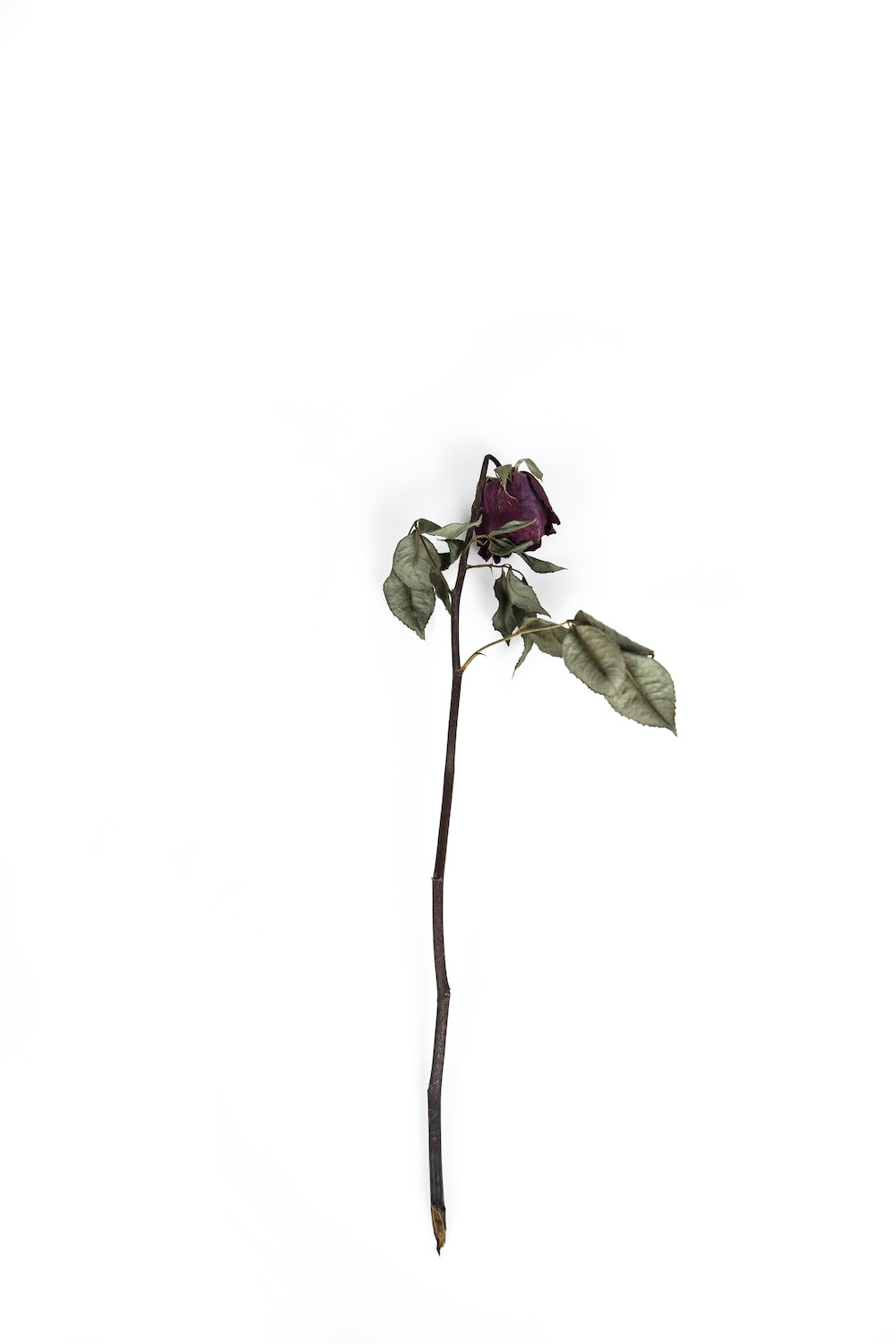 Dead Flower Picture [HD]. Download Free Image