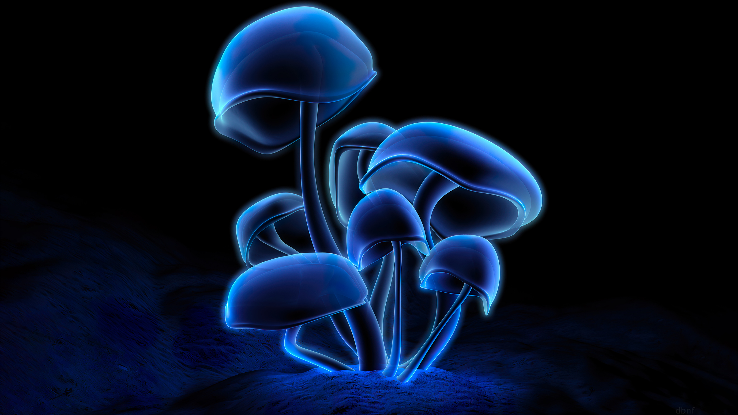 Download wallpaper 2560x1440 fluorescence, glowing mushroom, dark, art, dual wide 16:9 2560x1440 HD background, 28732