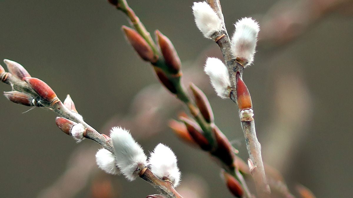 Flowers and trees blooming up to 3 weeks earlier than normal in the Eastern US