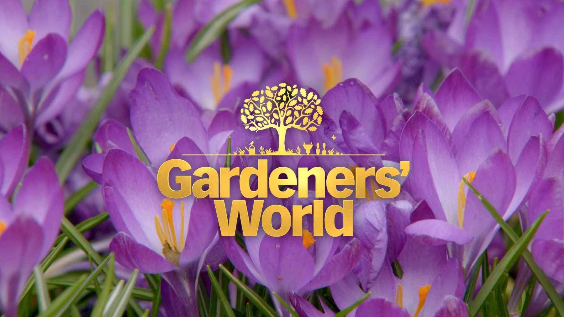 BBC Gardeners World wait is nearly over folks! Spring is here and we're raring to go. See you at 8.30pm on the dot